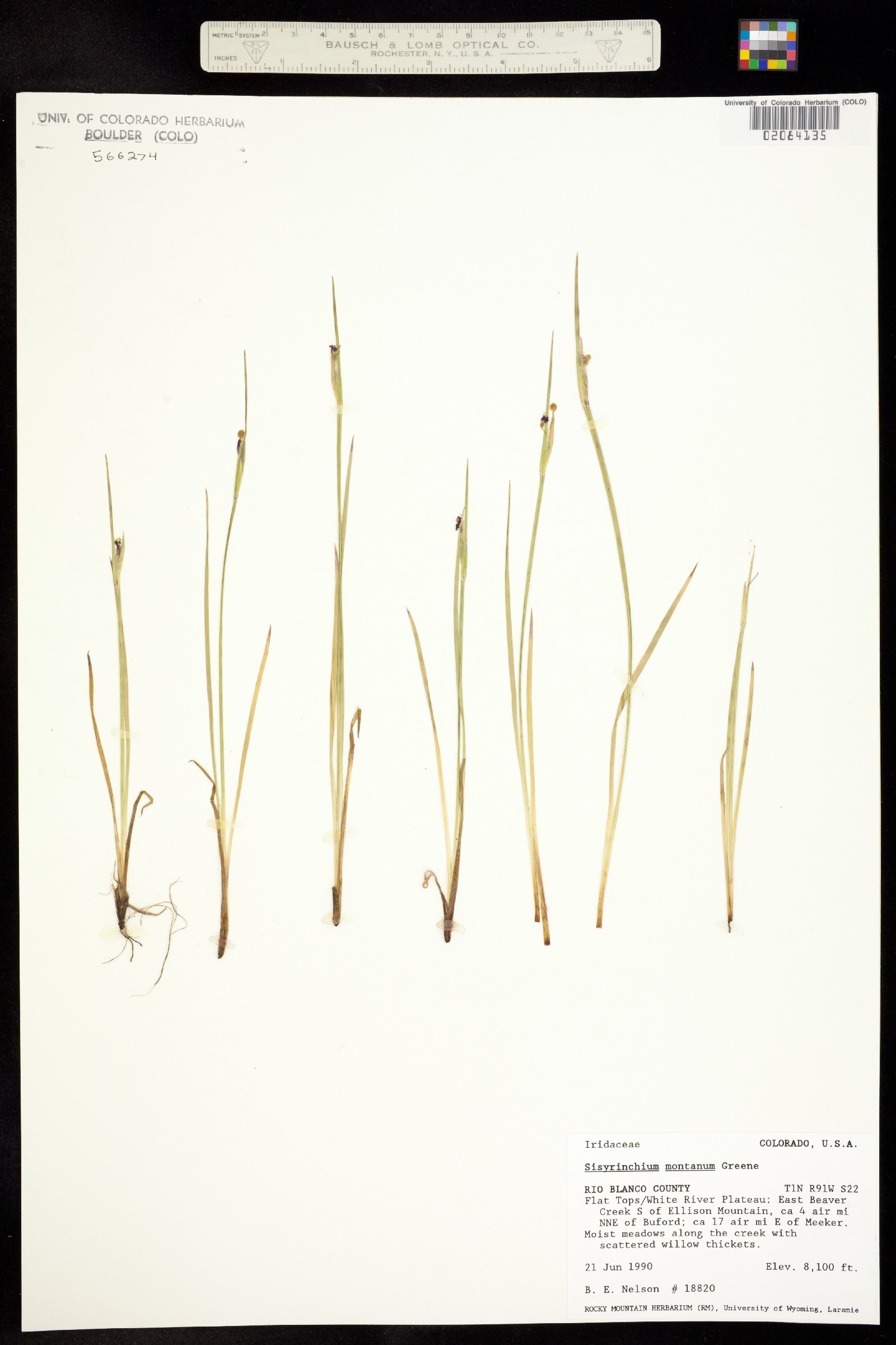 Sisyrinchium montanum image