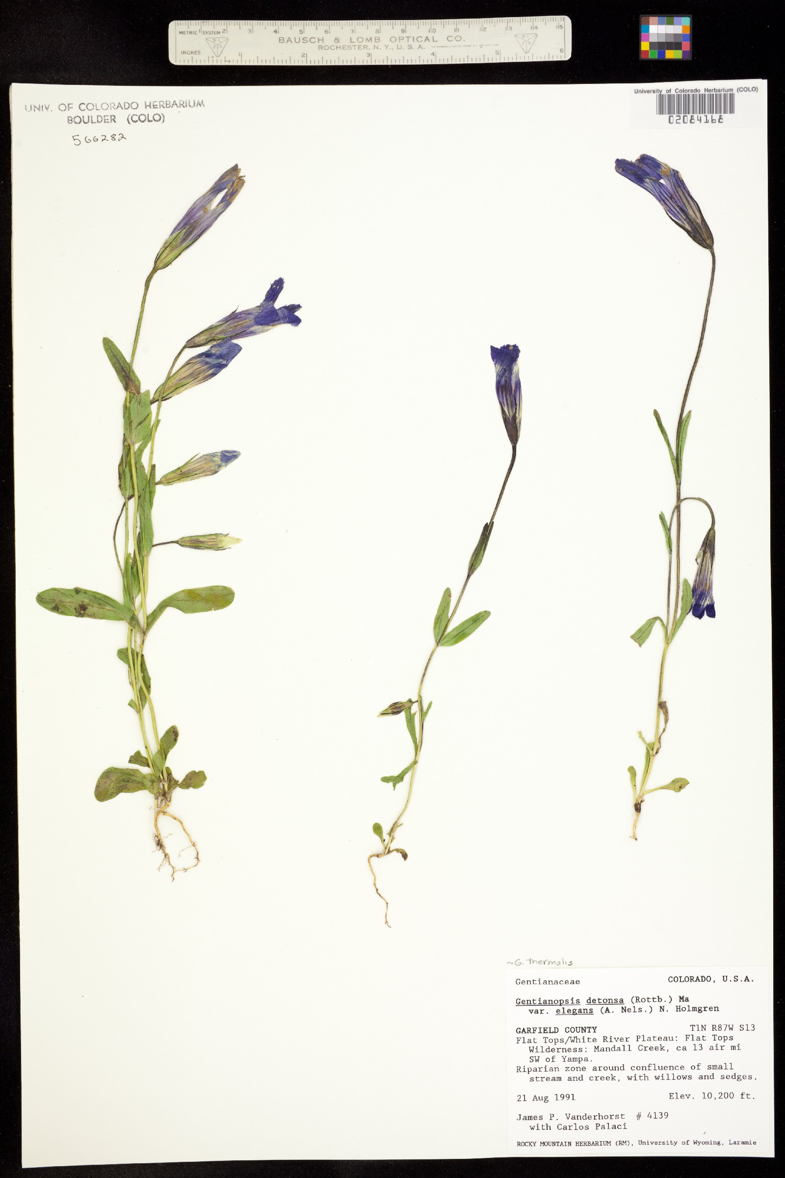 Gentianopsis thermalis image