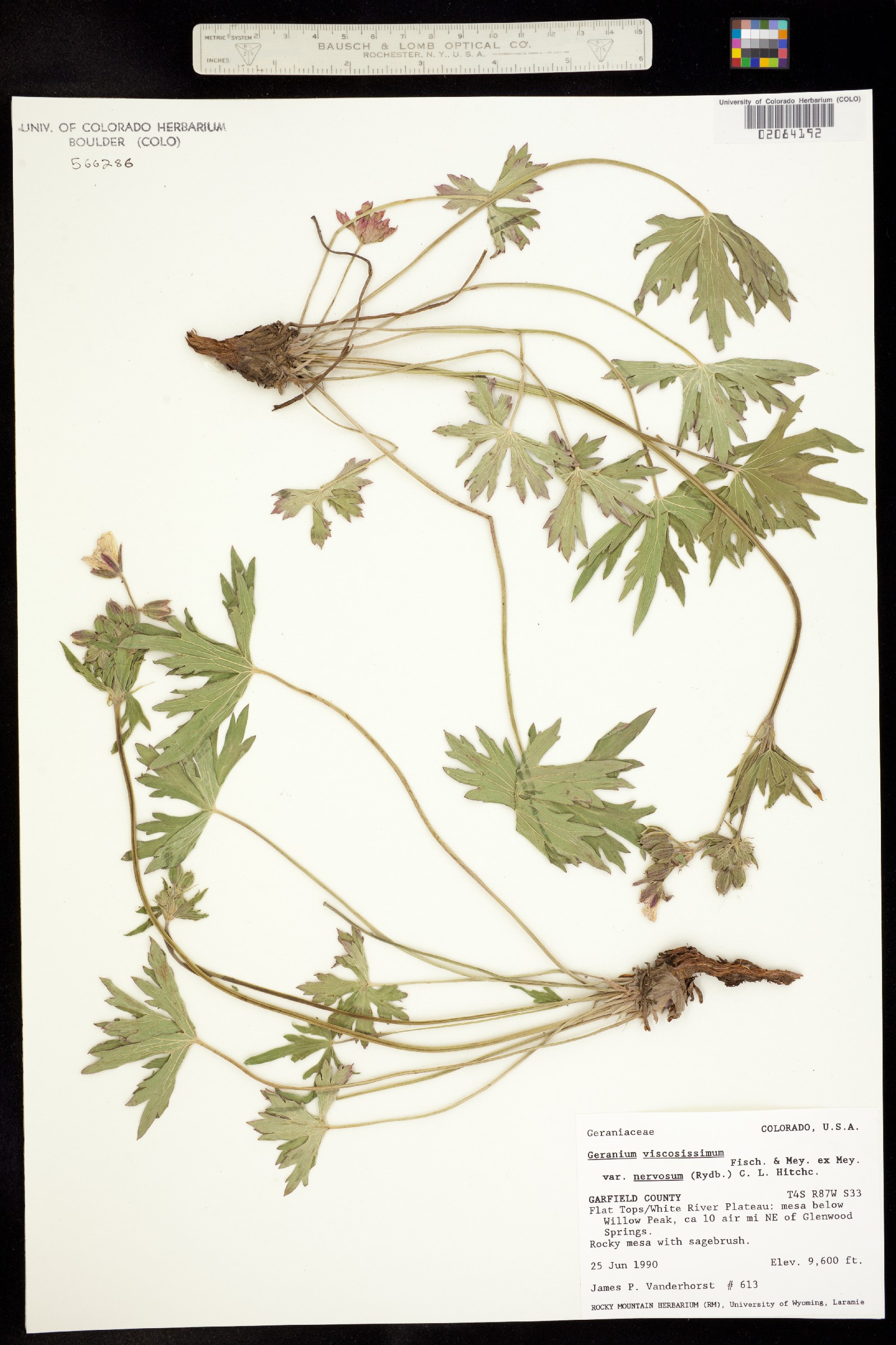 Geranium viscosissimum var. incisum image