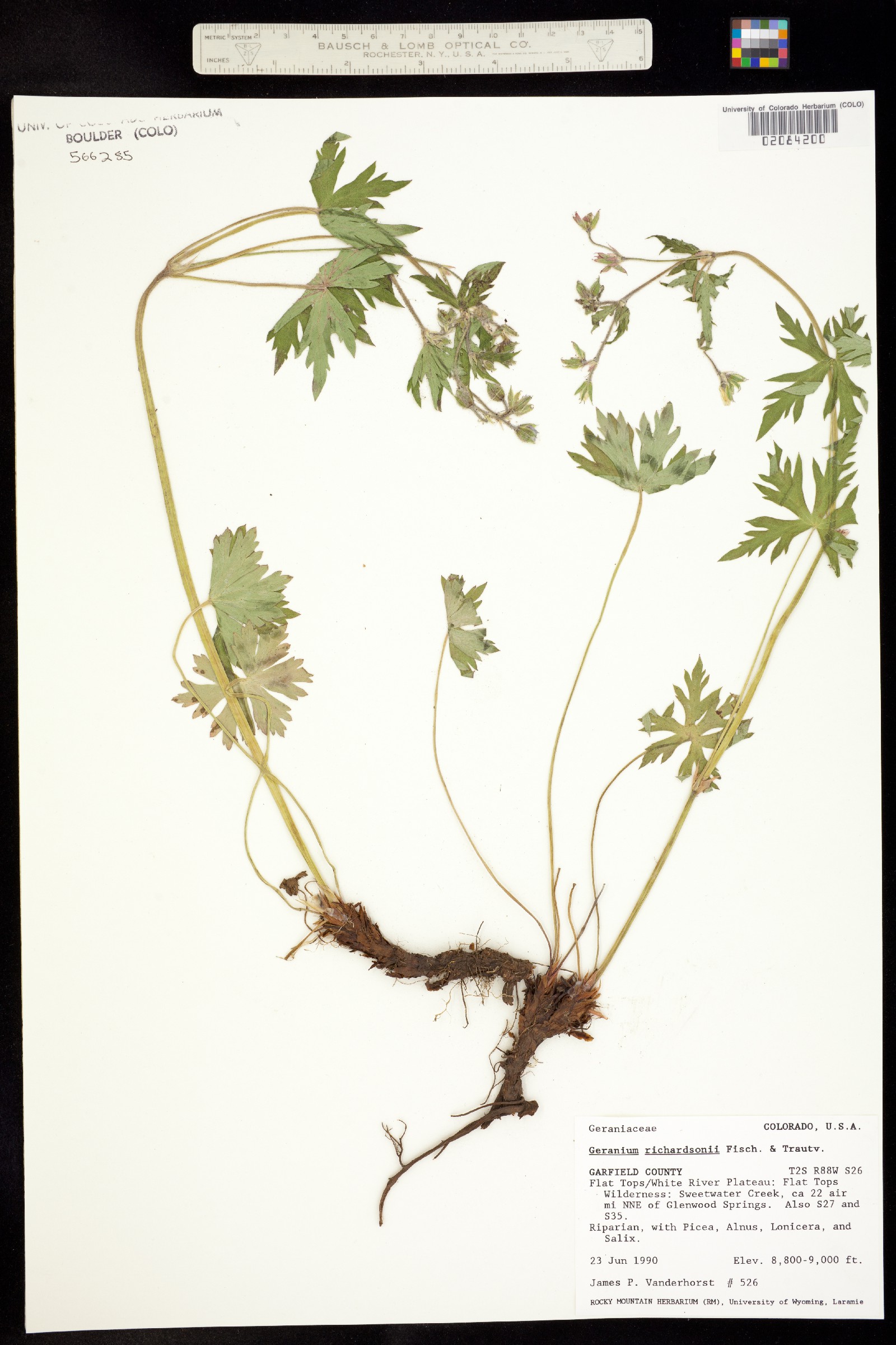 Geranium richardsonii image