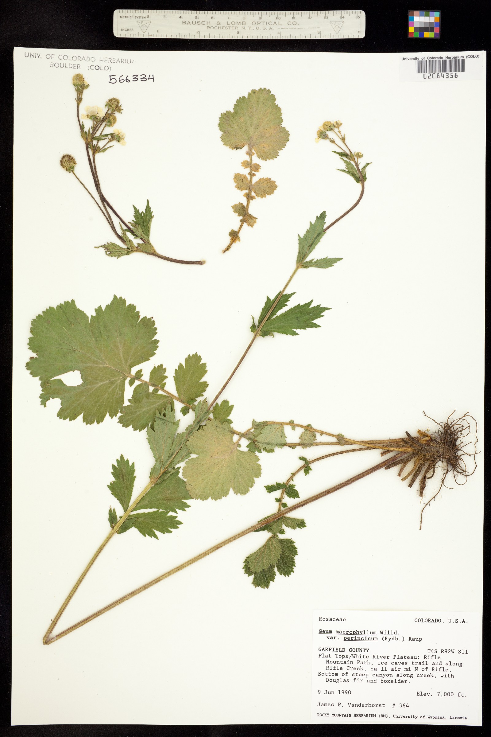 Geum macrophyllum var. perincisum image