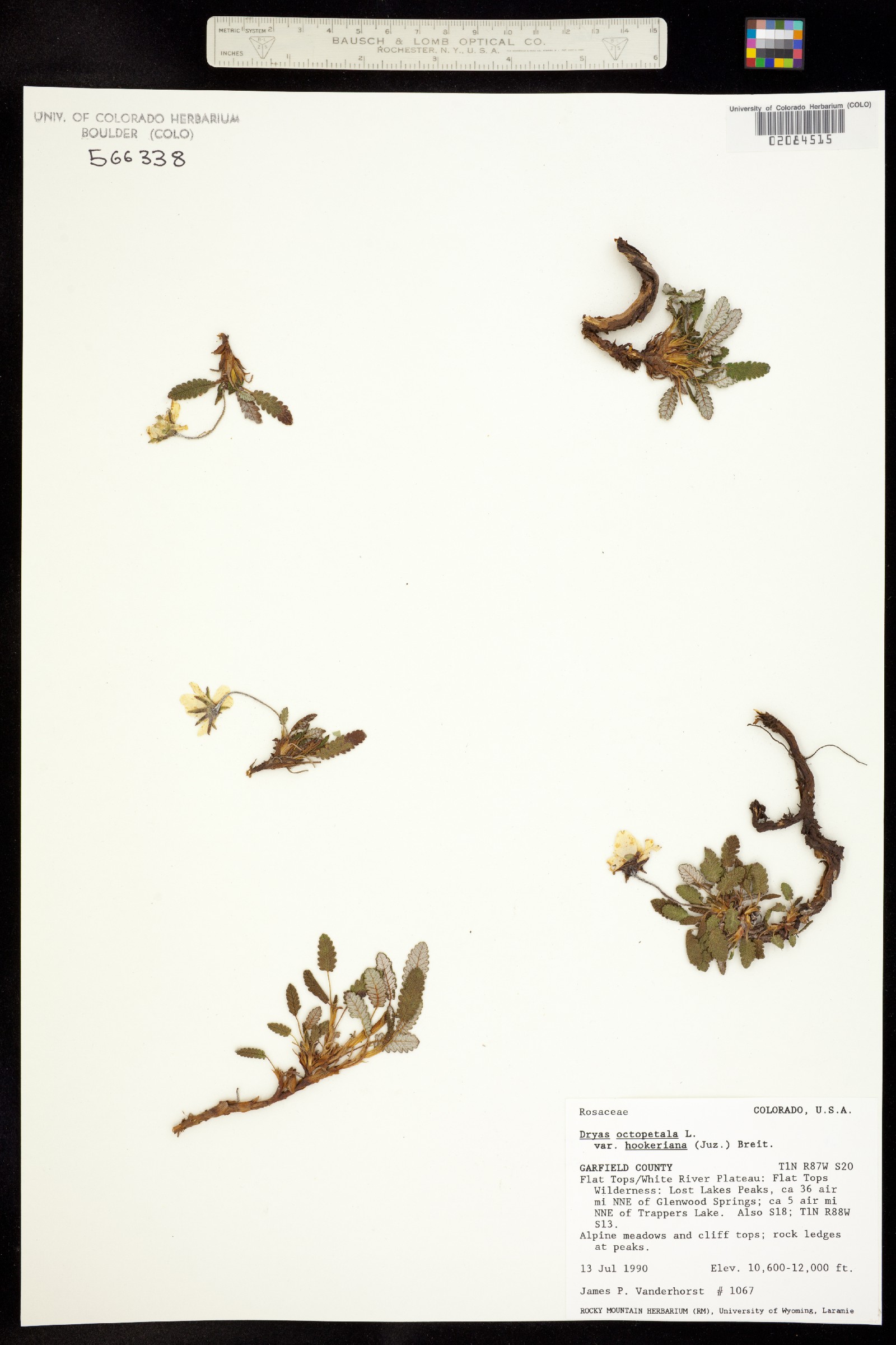 Dryas hookeriana image