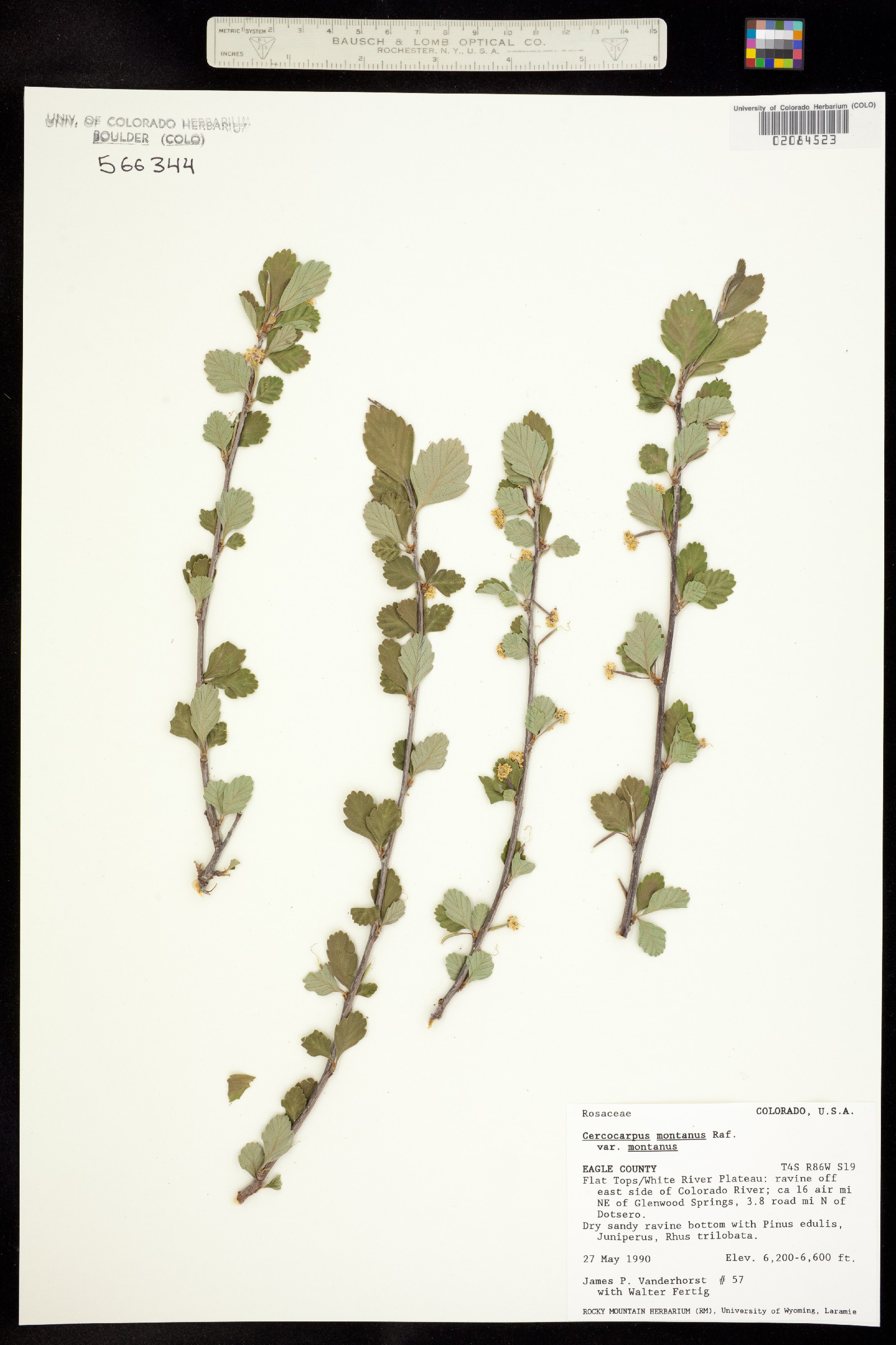 Cercocarpus montanus image