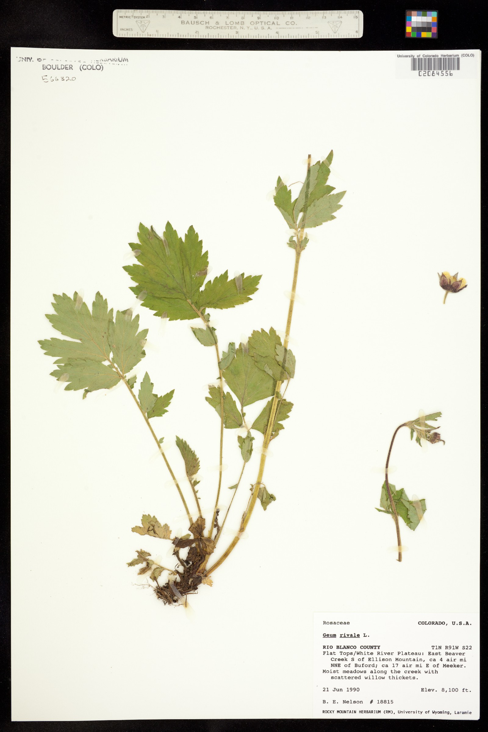 Geum rivale image