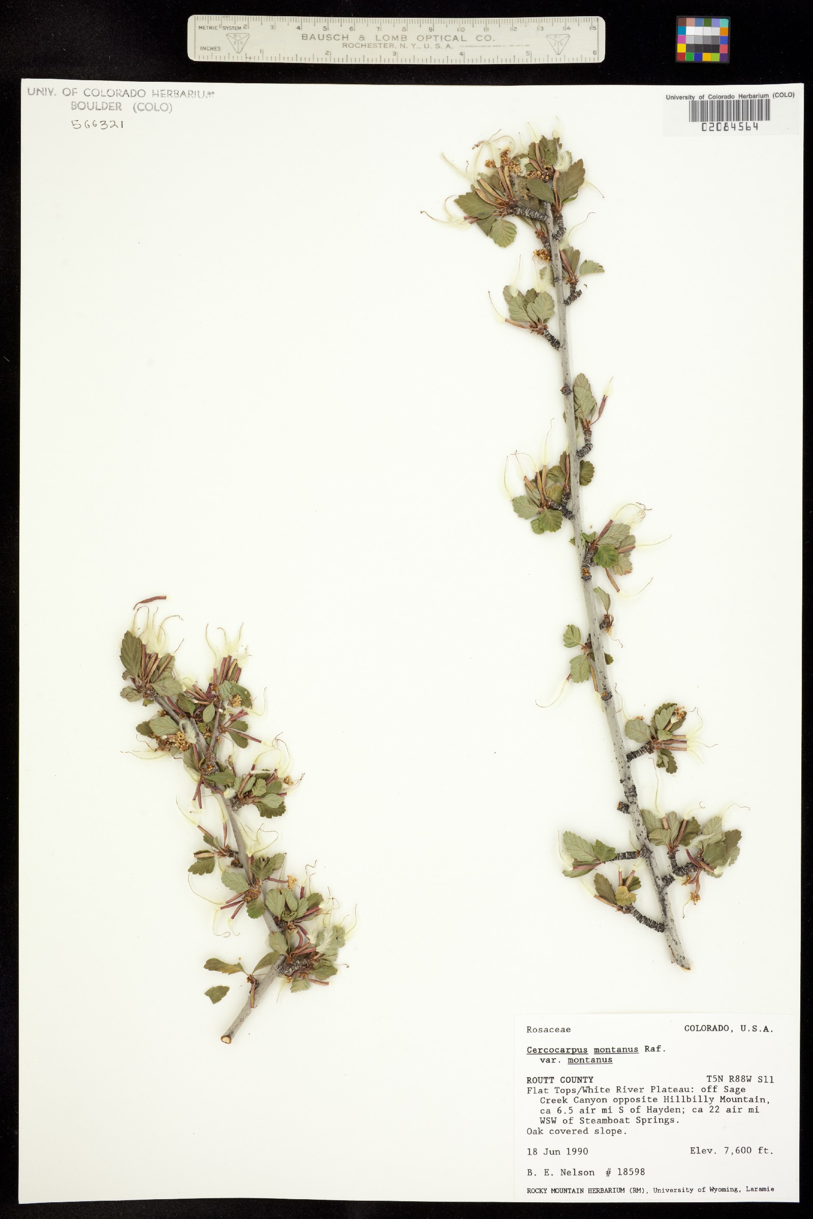 Cercocarpus montanus image