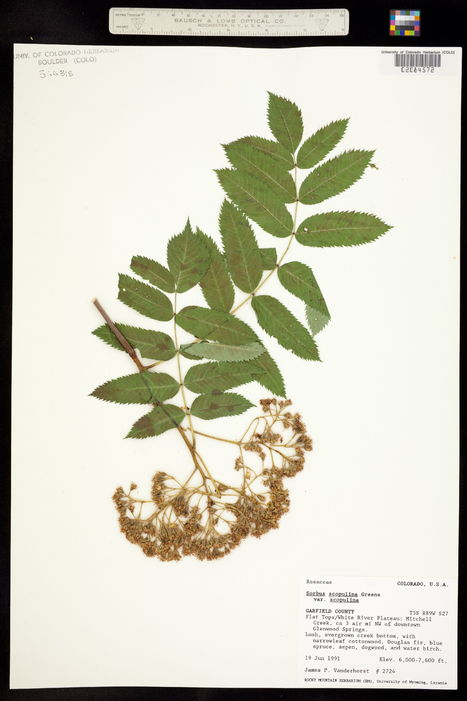 Sorbus scopulina image