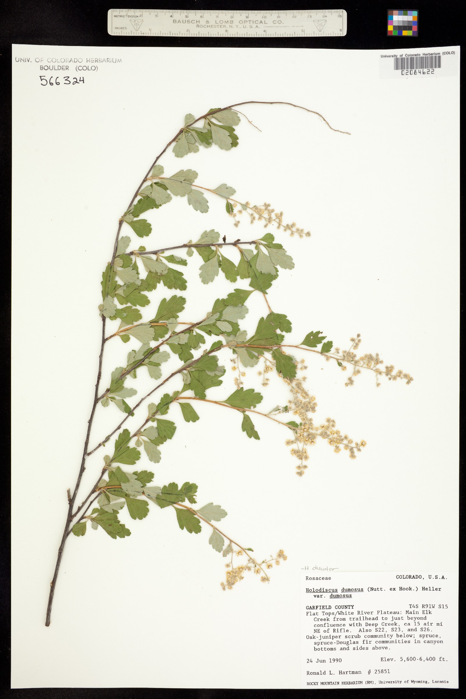 Holodiscus discolor var. dumosus image