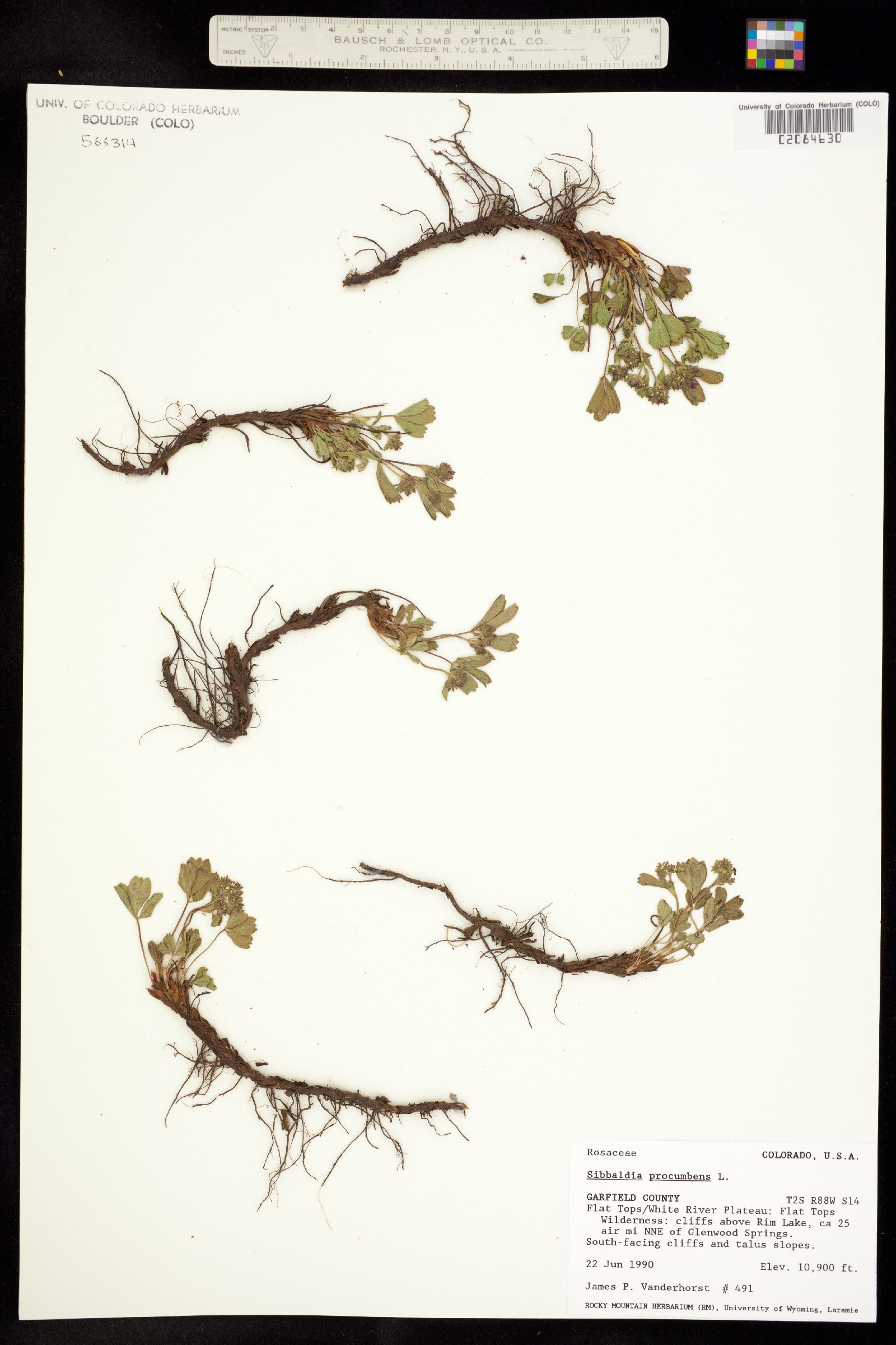 Sibbaldia procumbens image