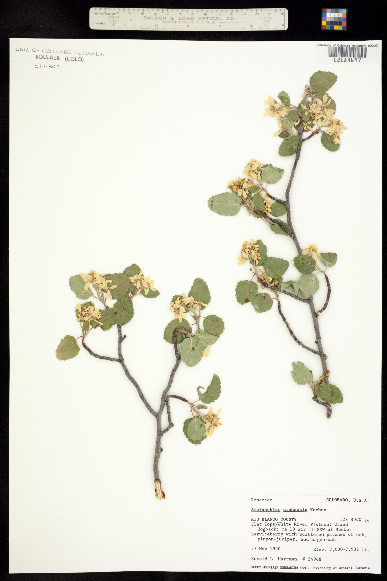 Amelanchier utahensis image