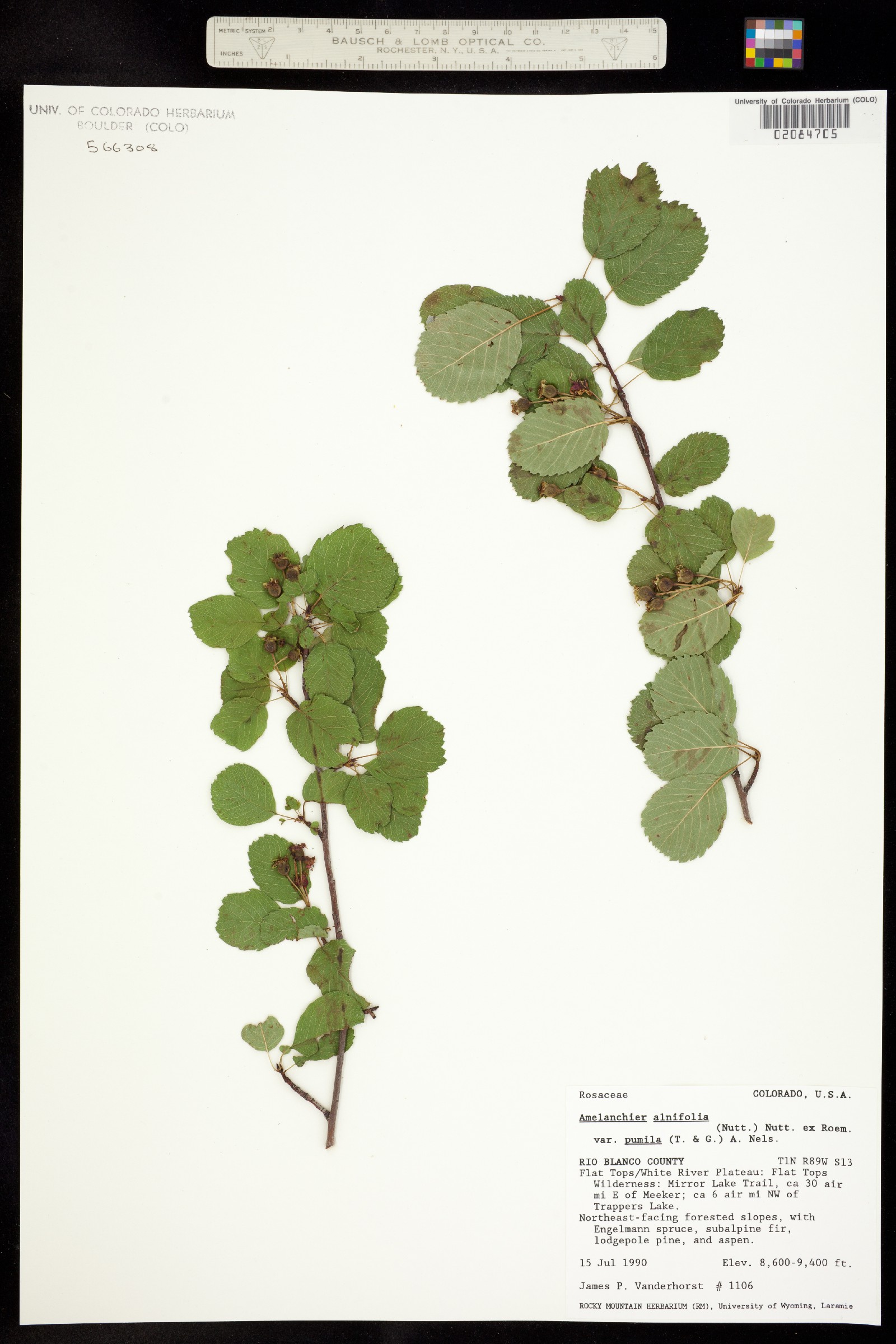 Amelanchier alnifolia var. pumila image