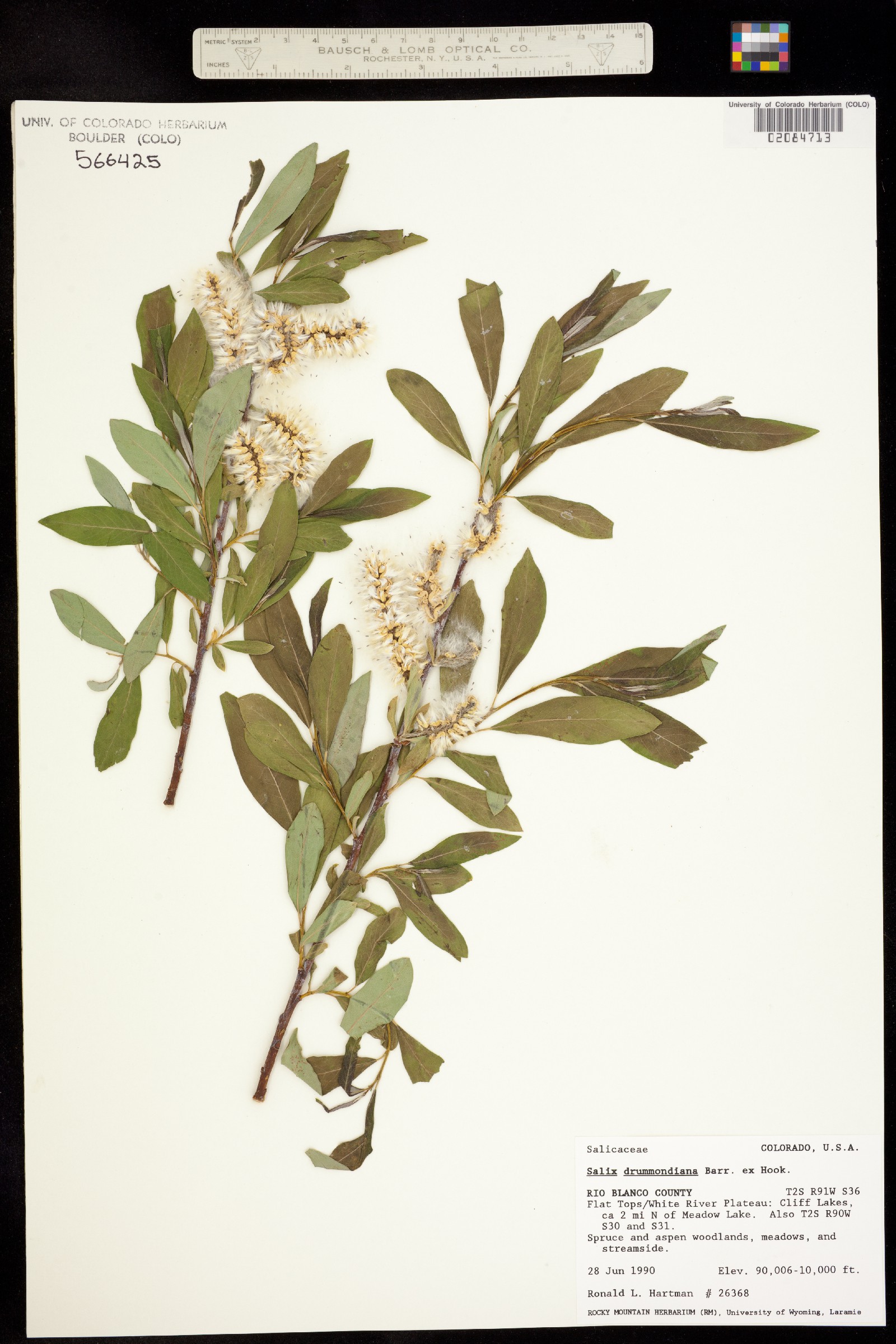 Salix drummondiana image