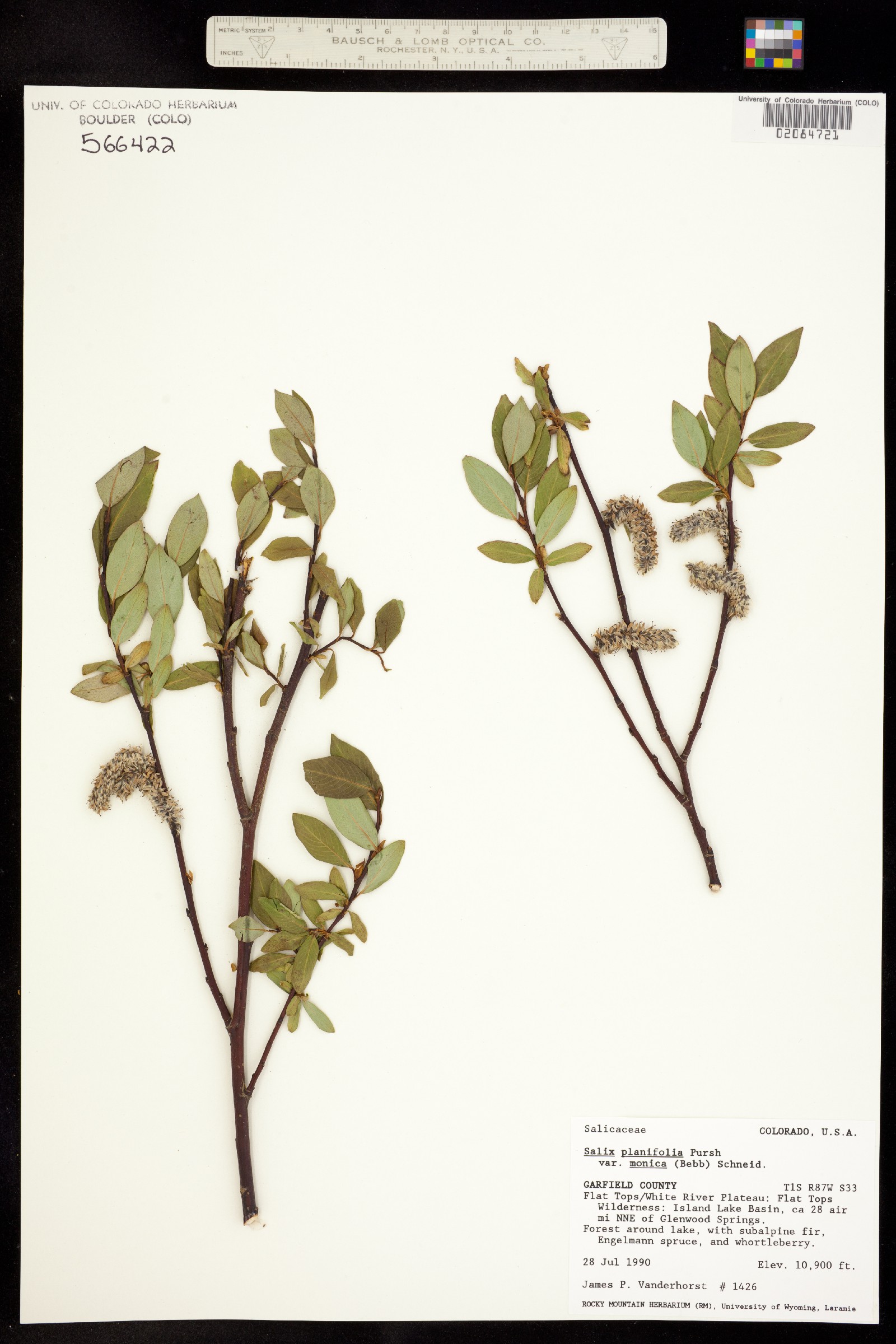 Salix planifolia image
