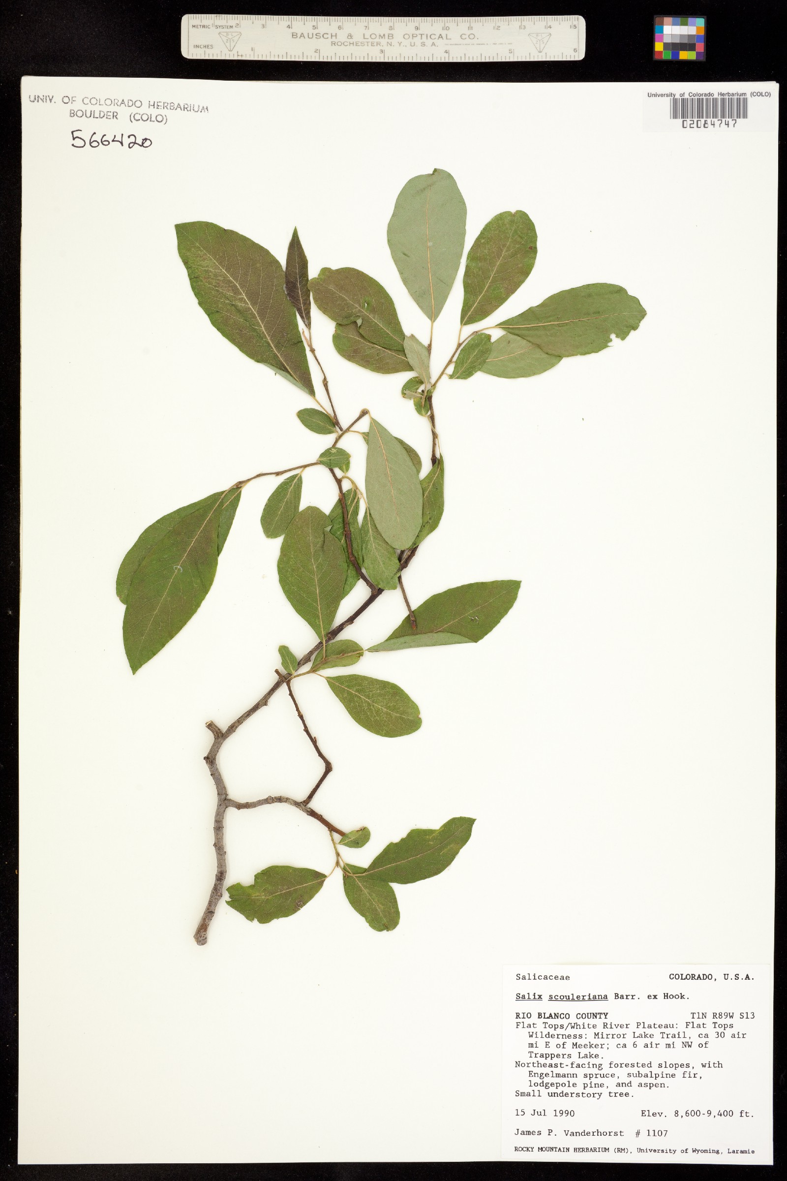 Salix scouleriana image