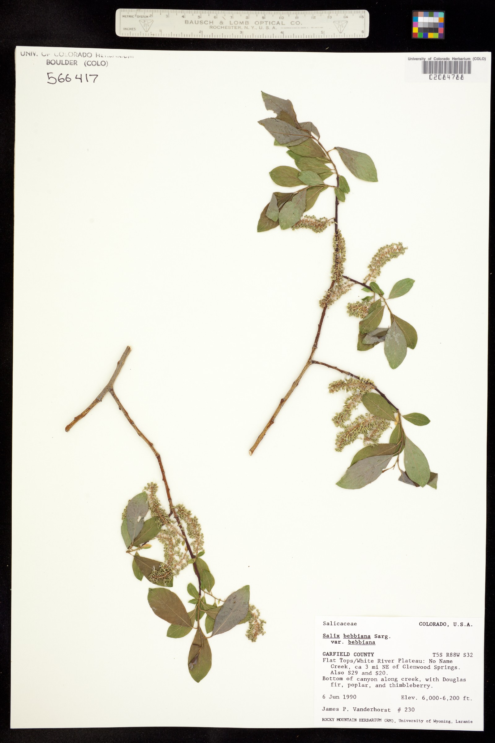 Salicaceae image