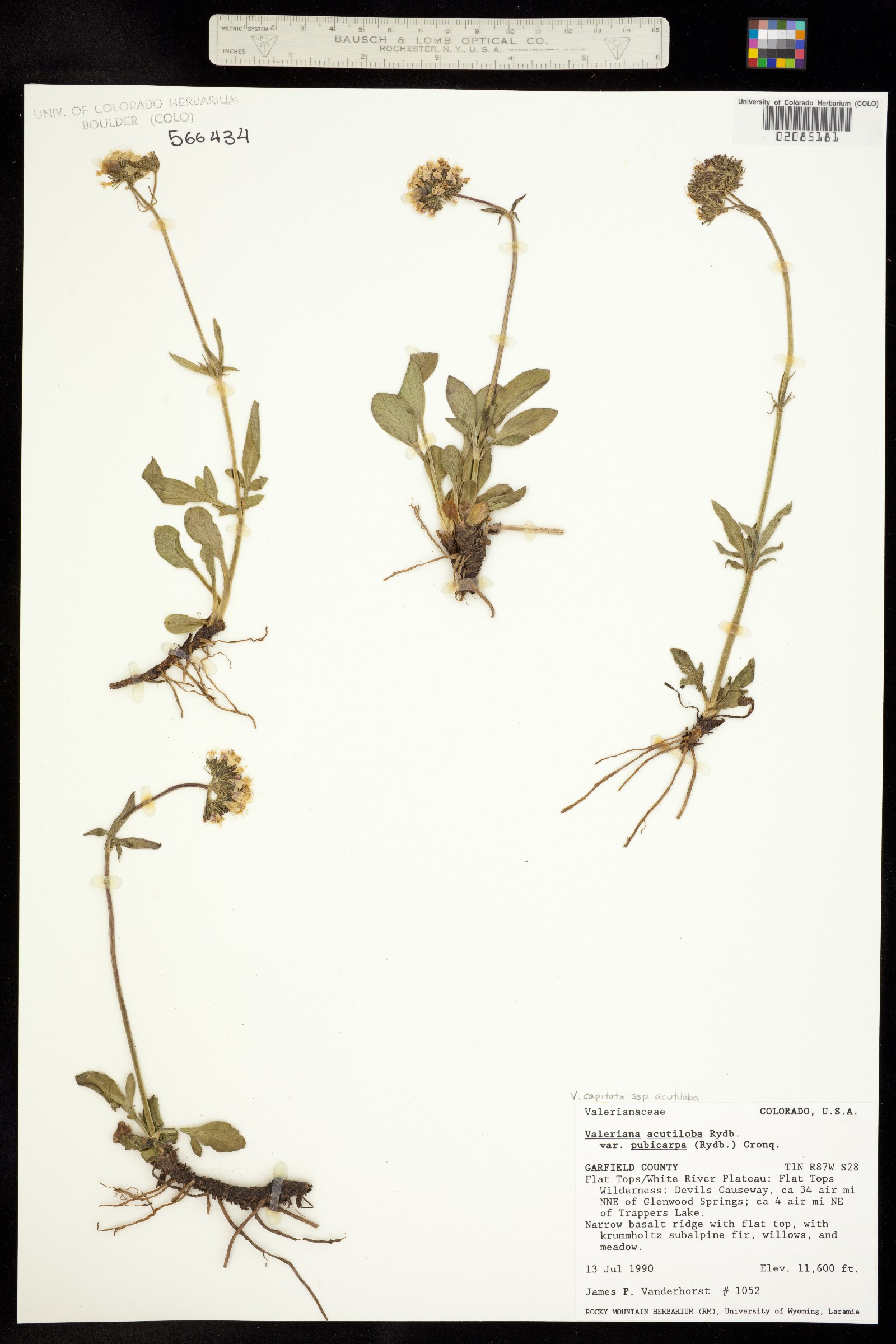Valeriana acutiloba image
