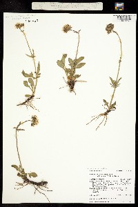 Valeriana acutiloba var. acutiloba image