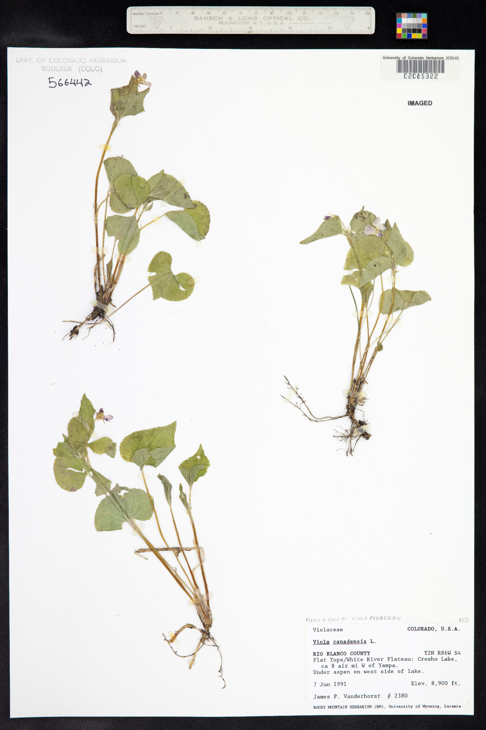 Viola canadensis var. rugulosa image