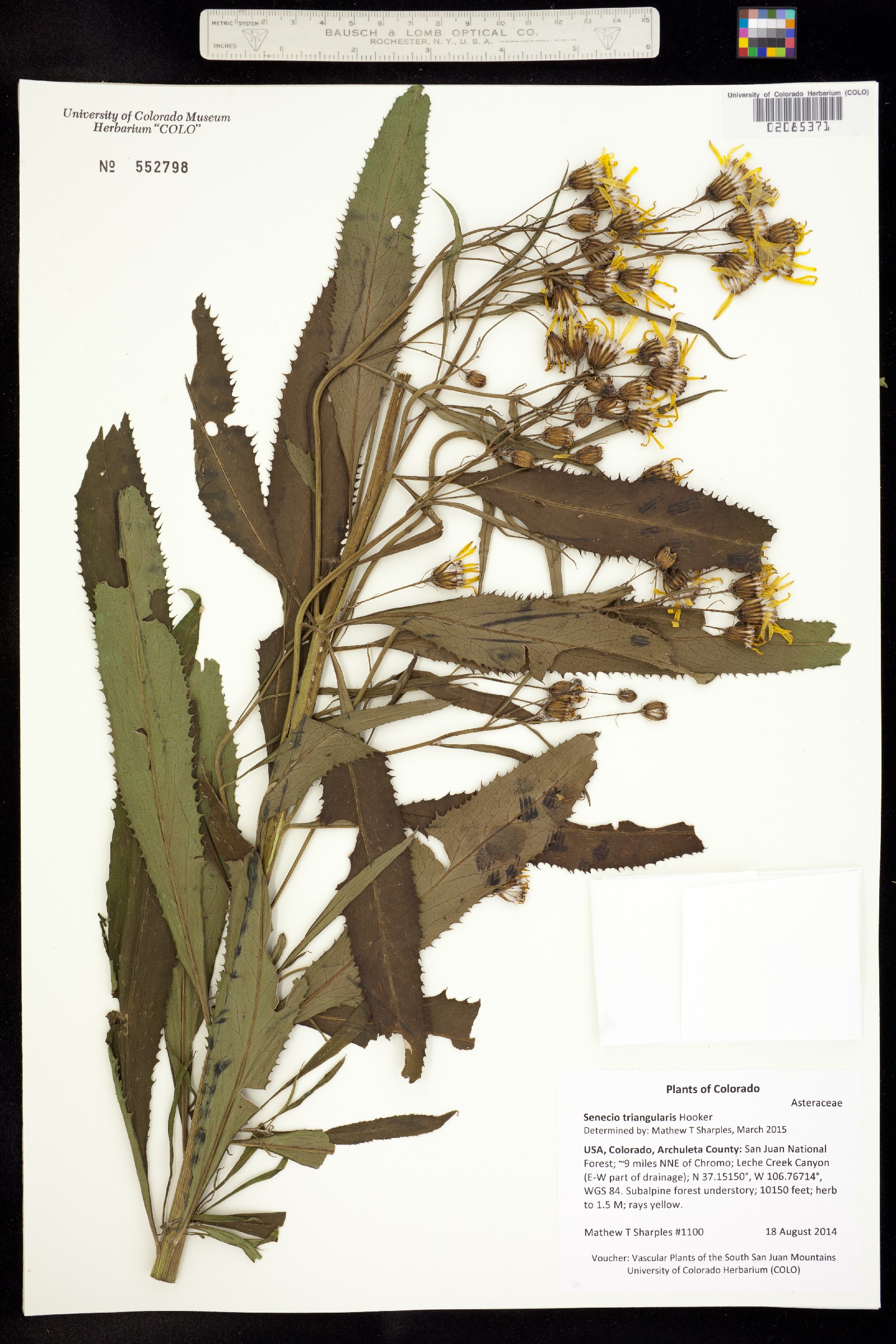 Senecio triangularis image