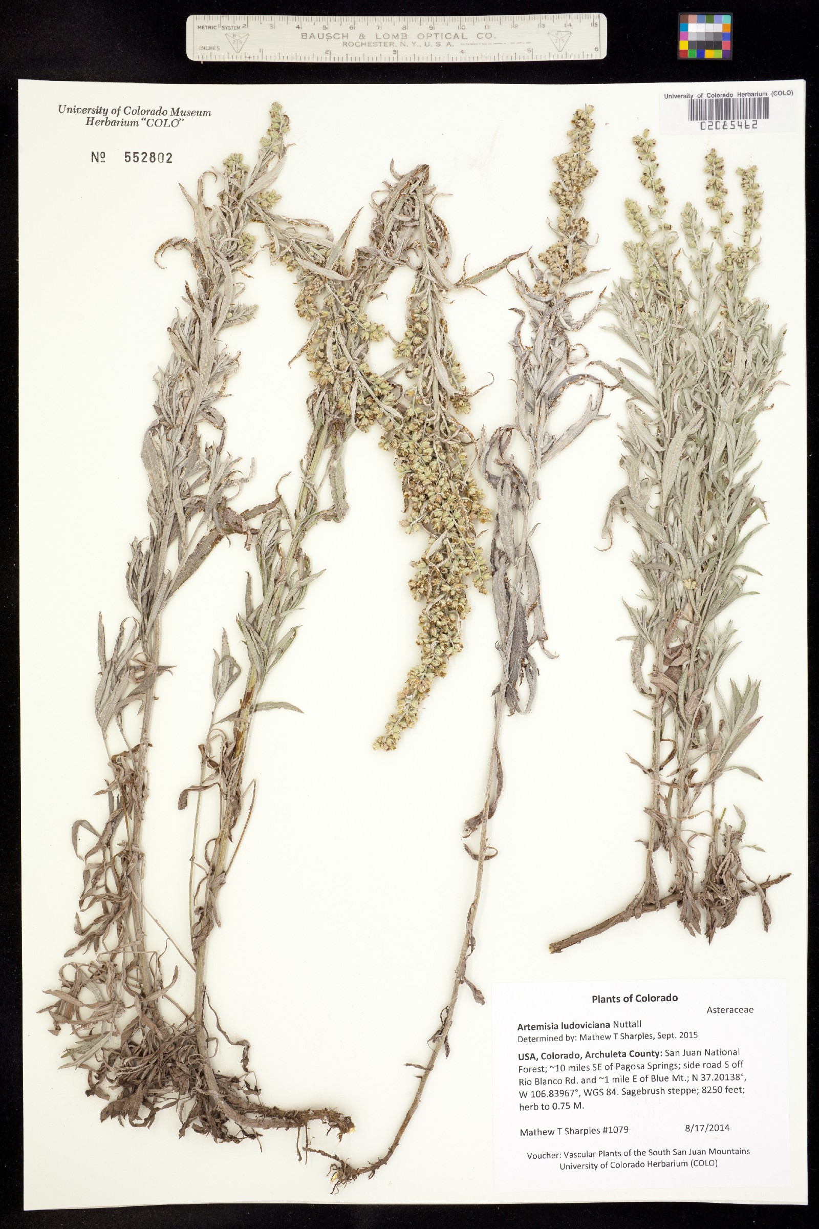 Artemisia ludoviciana image