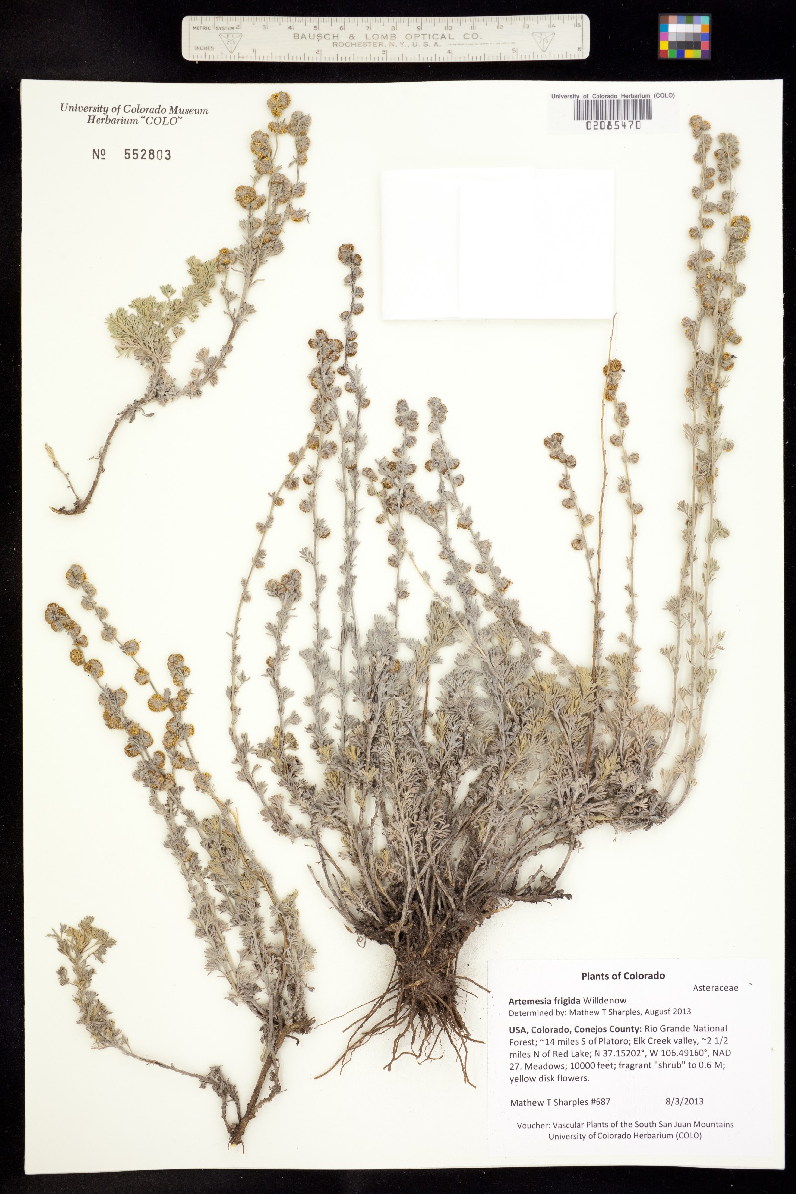 Artemisia frigida image