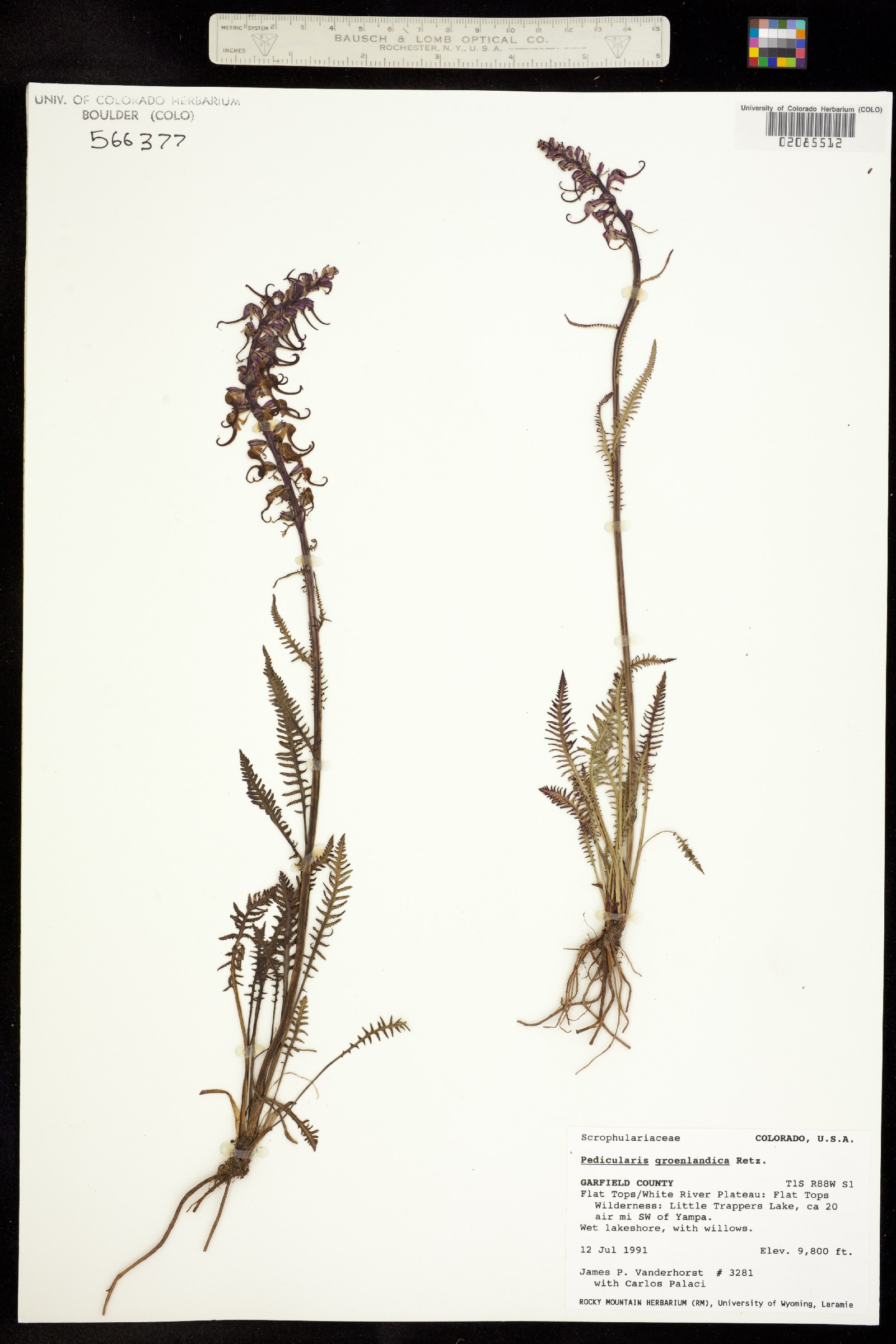 Pedicularis groenlandica image