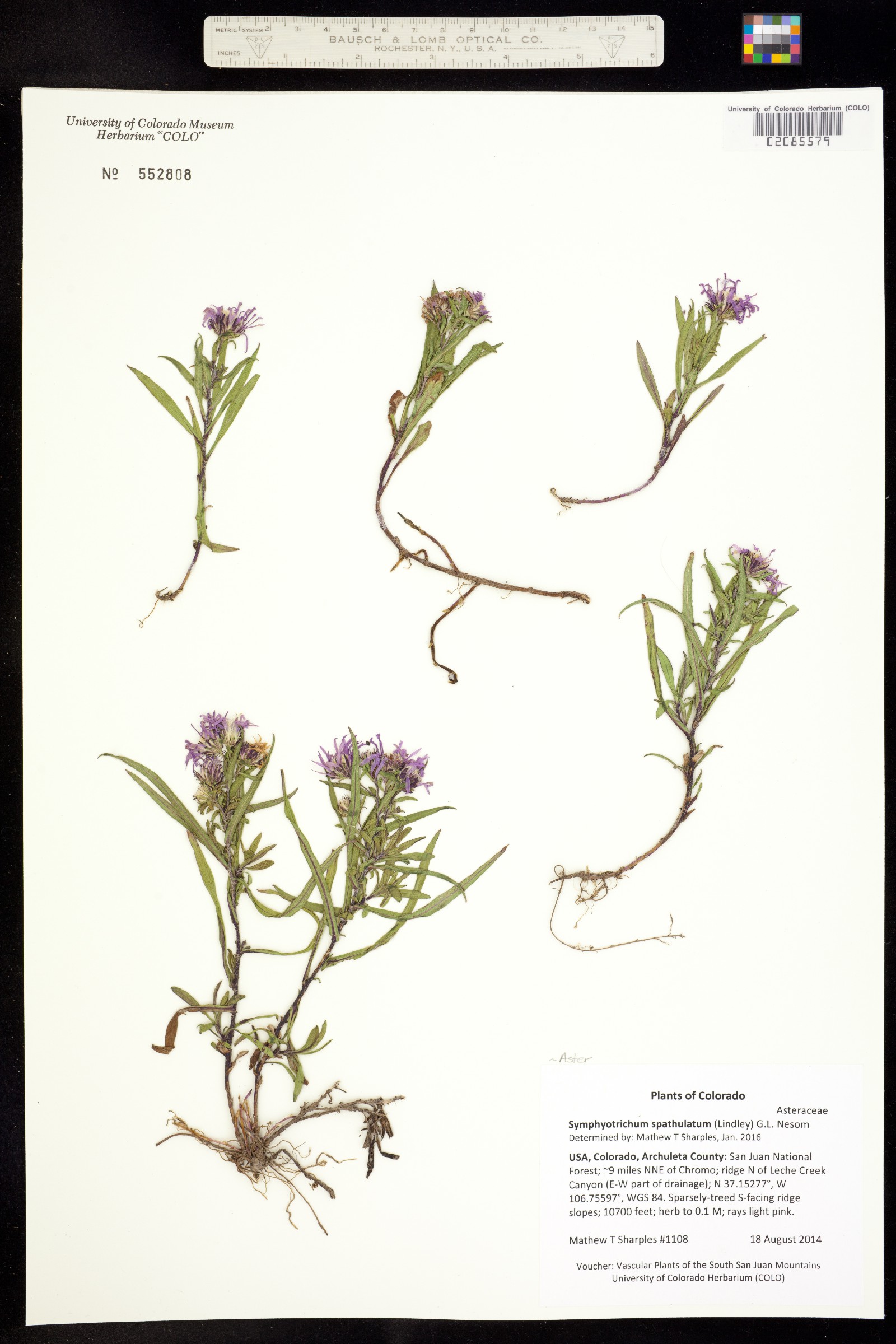 Aster spathulatus image
