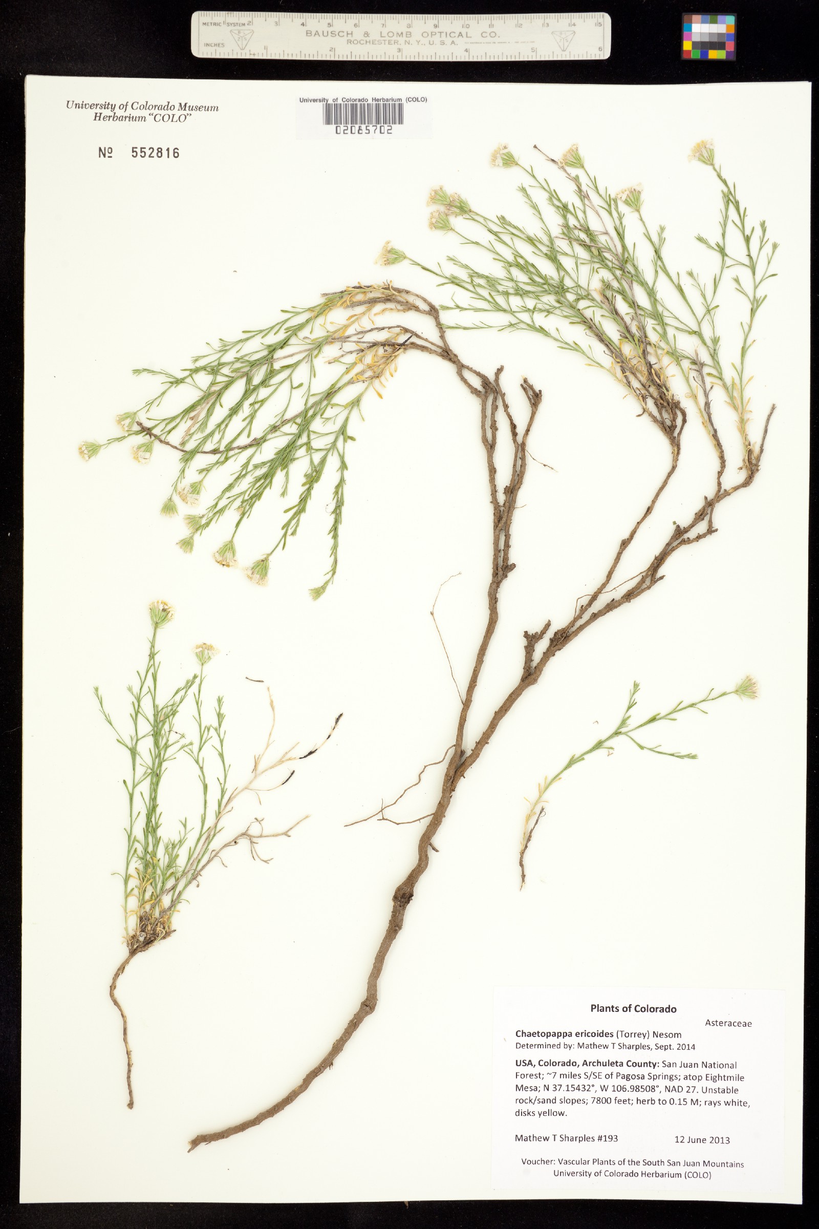 Chaetopappa ericoides image