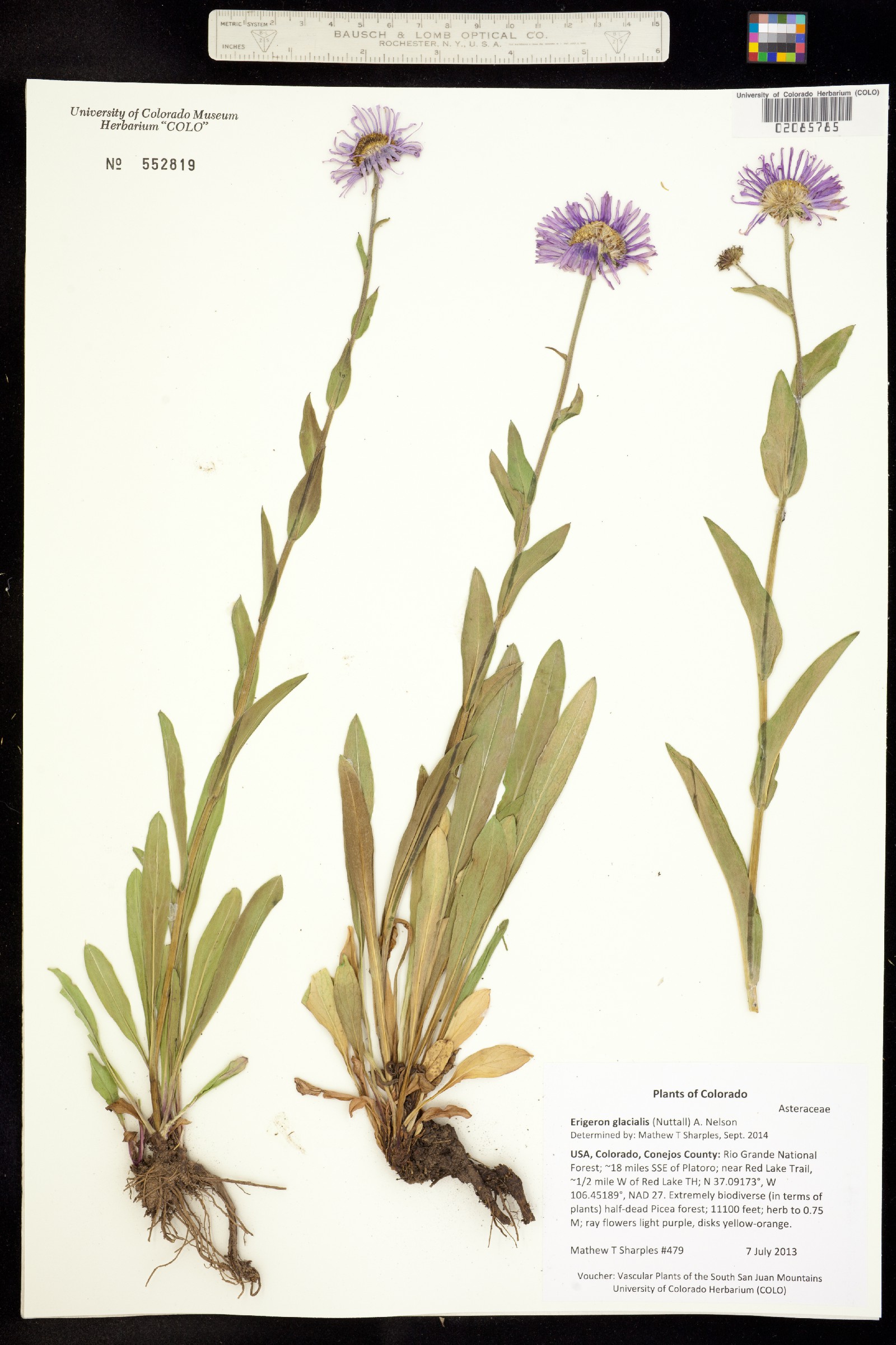 Erigeron glacialis image