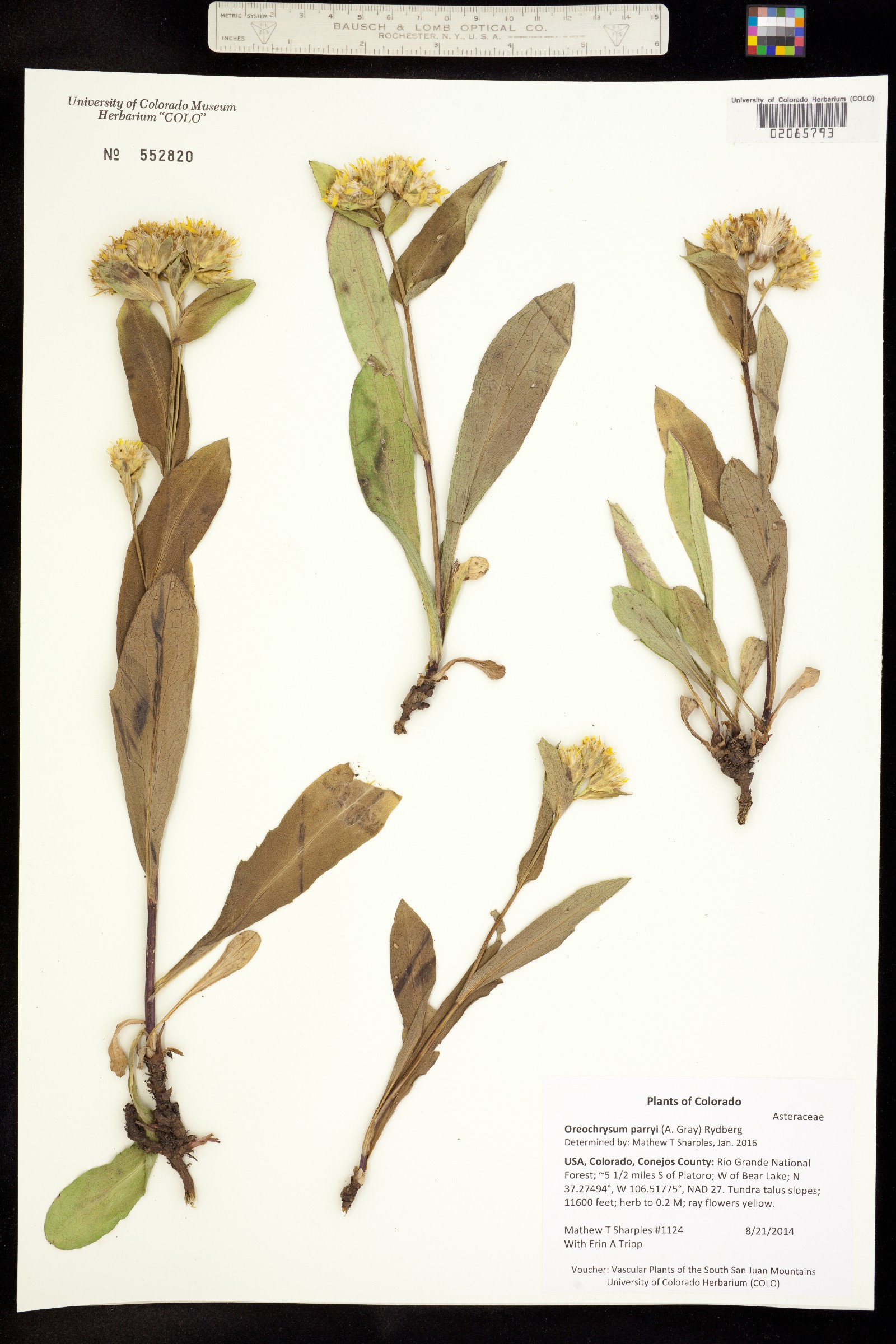 Oreochrysum parryi image