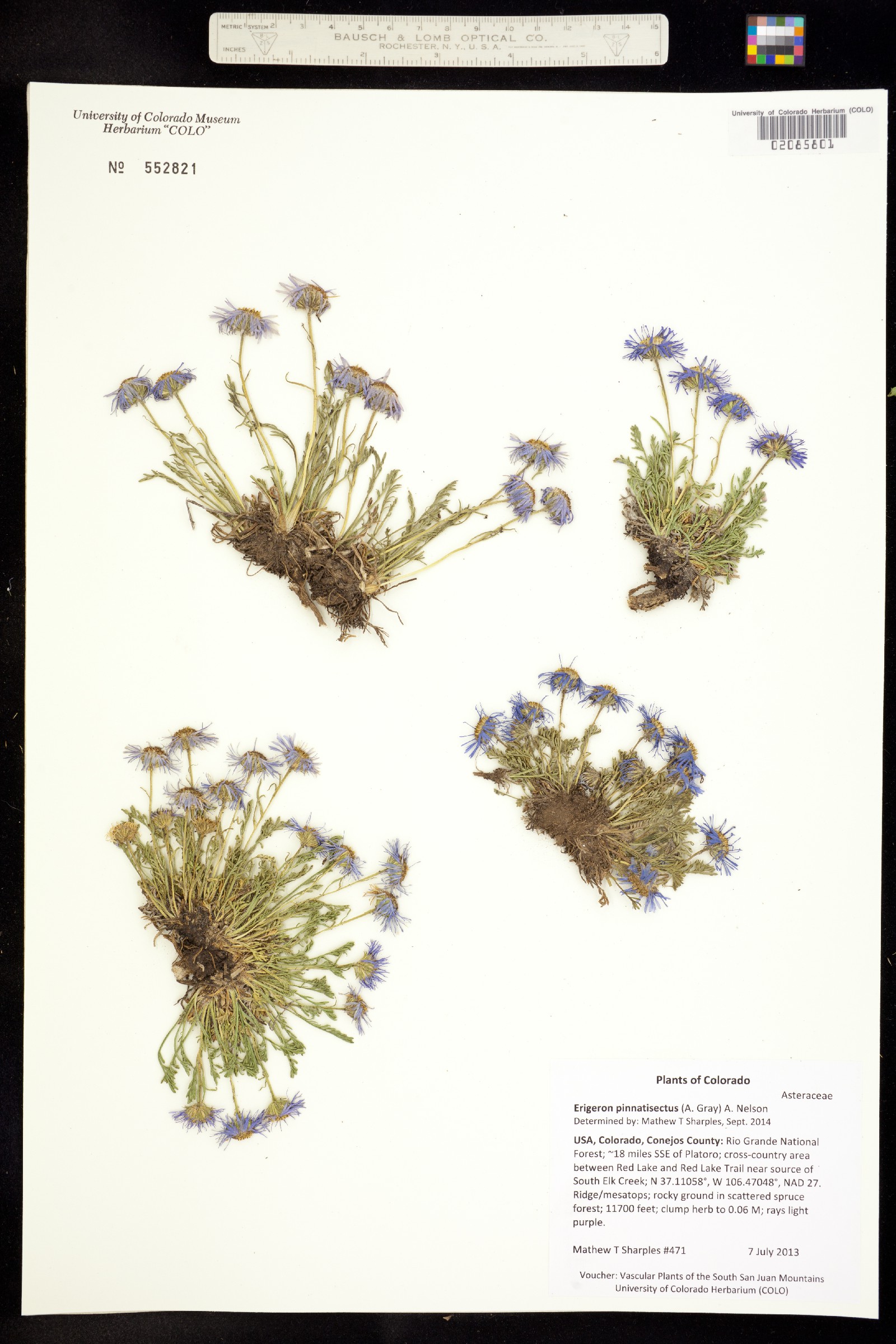 Erigeron pinnatisectus image