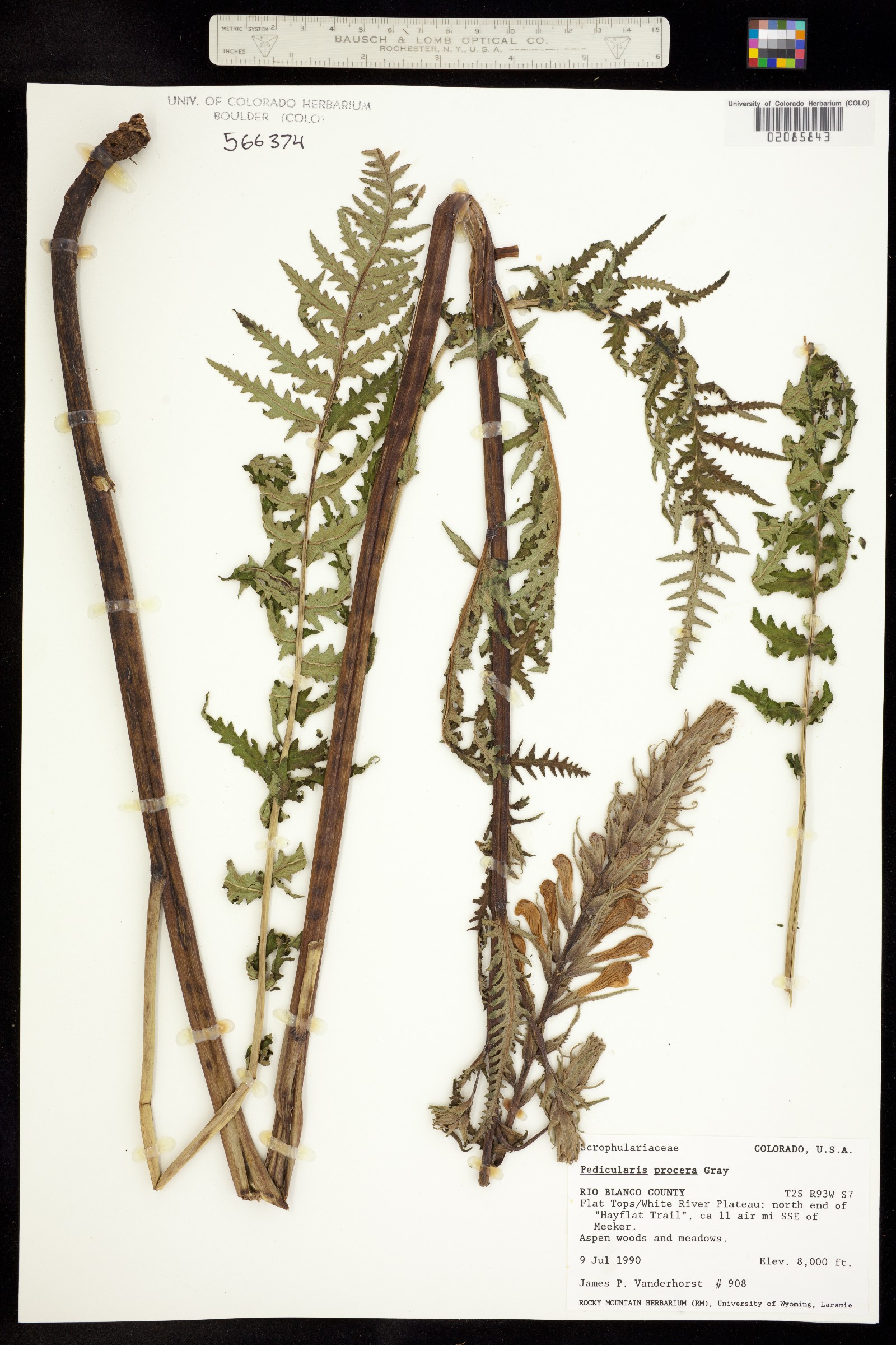 Pedicularis image