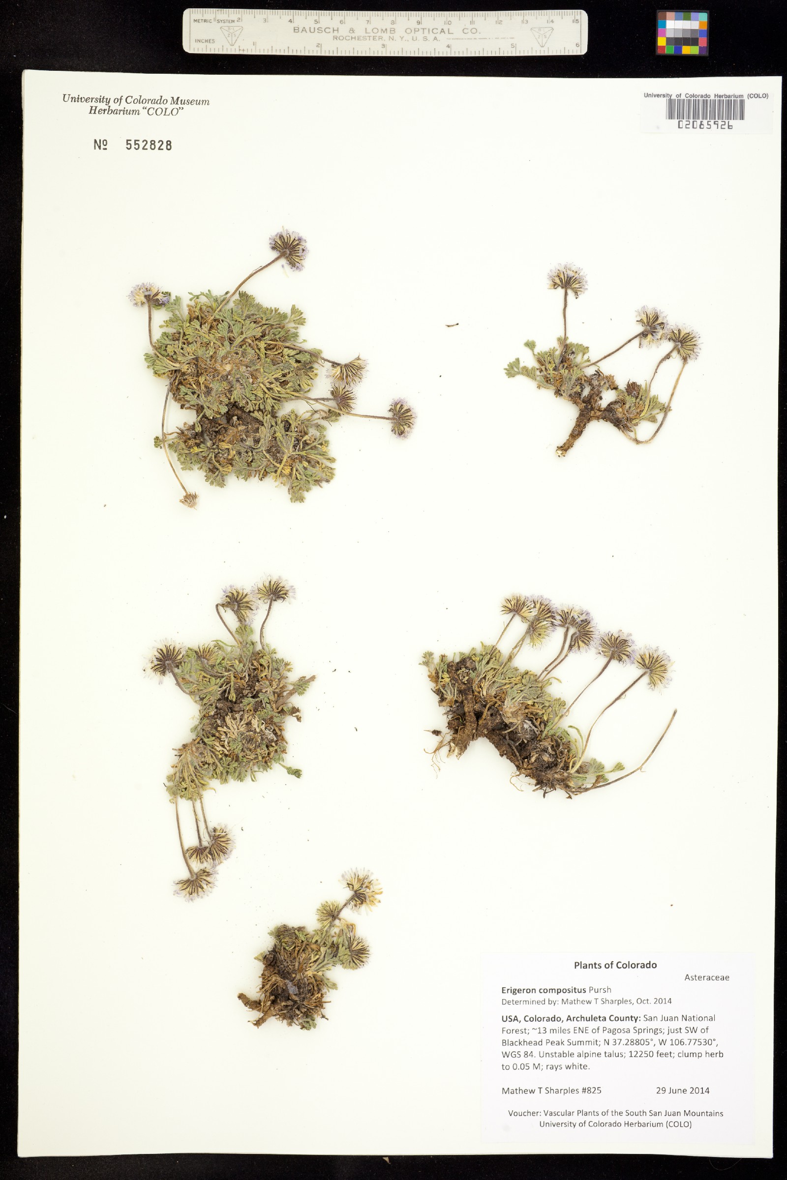 Erigeron compositus image
