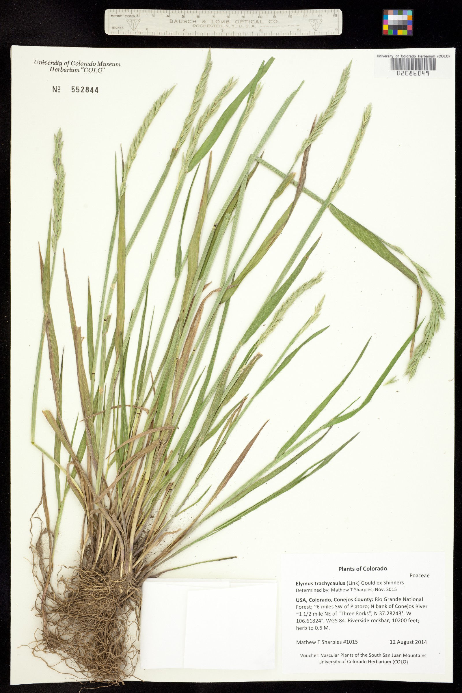 Elymus trachycaulus image