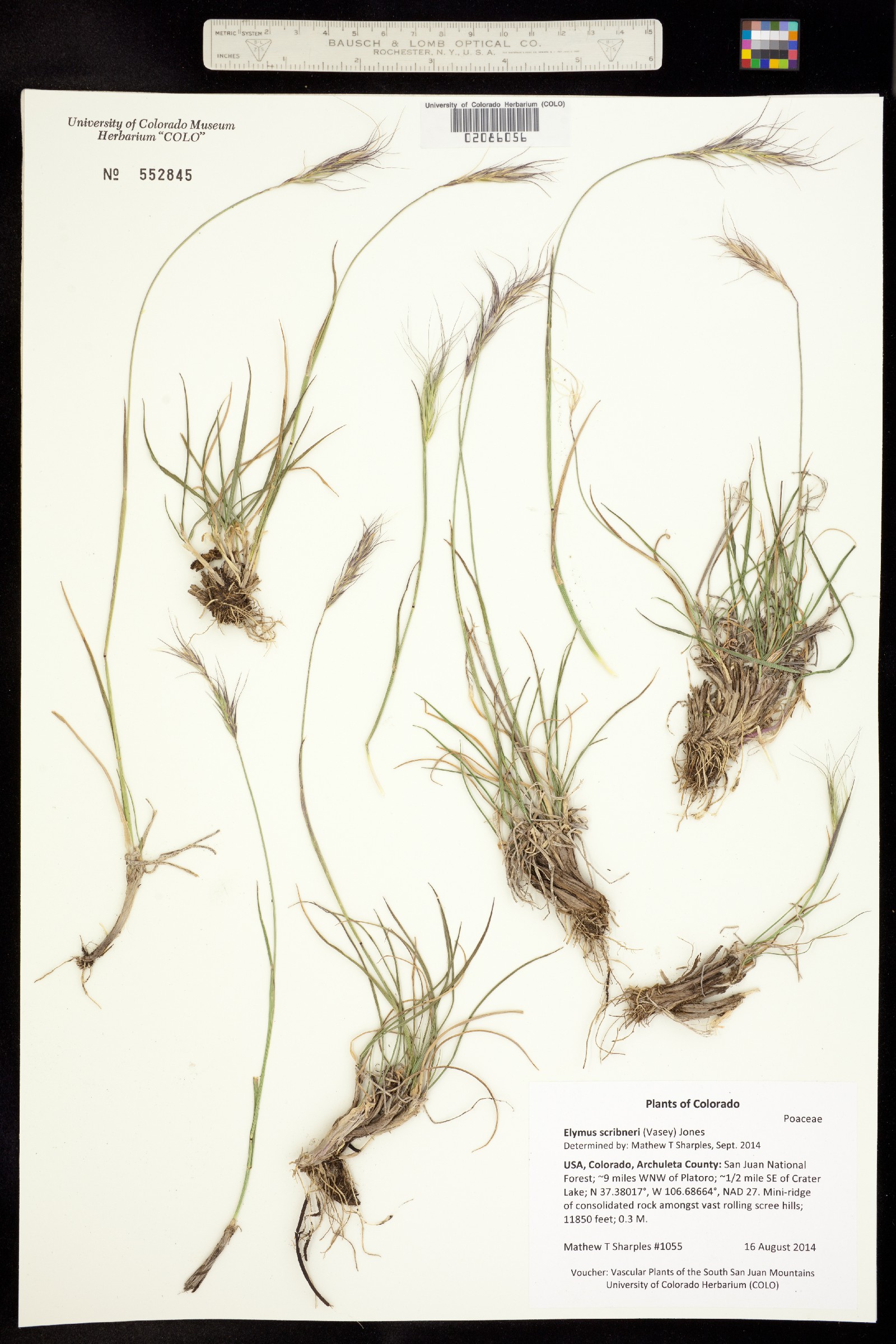 Elymus scribneri image