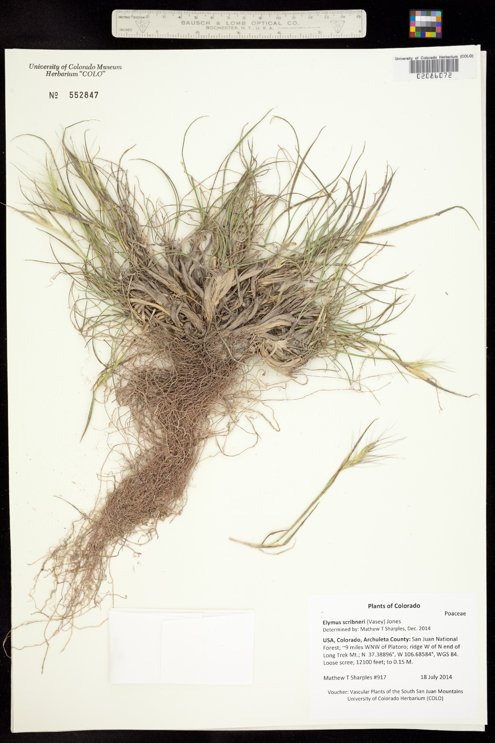 Elymus scribneri image