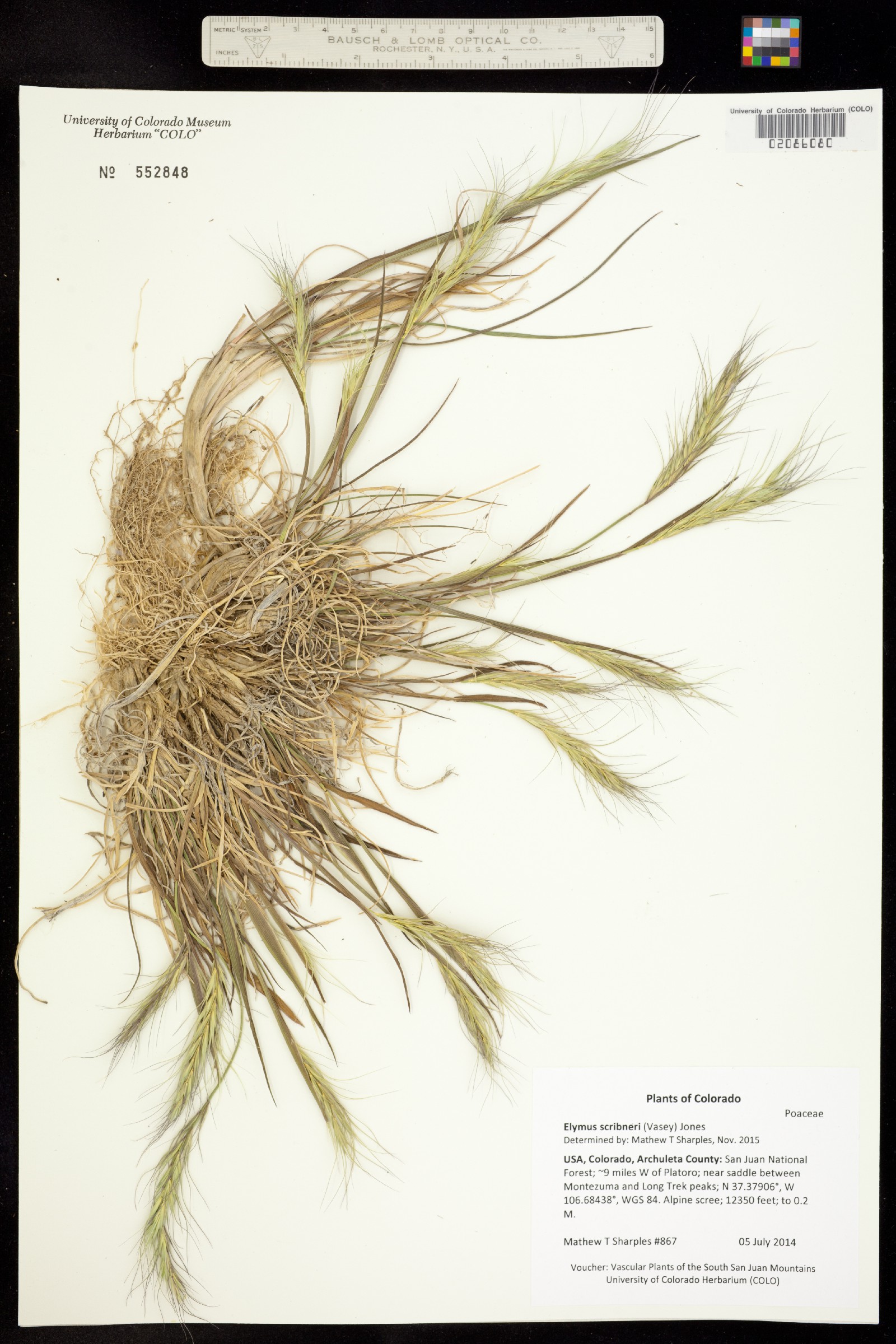 Elymus scribneri image