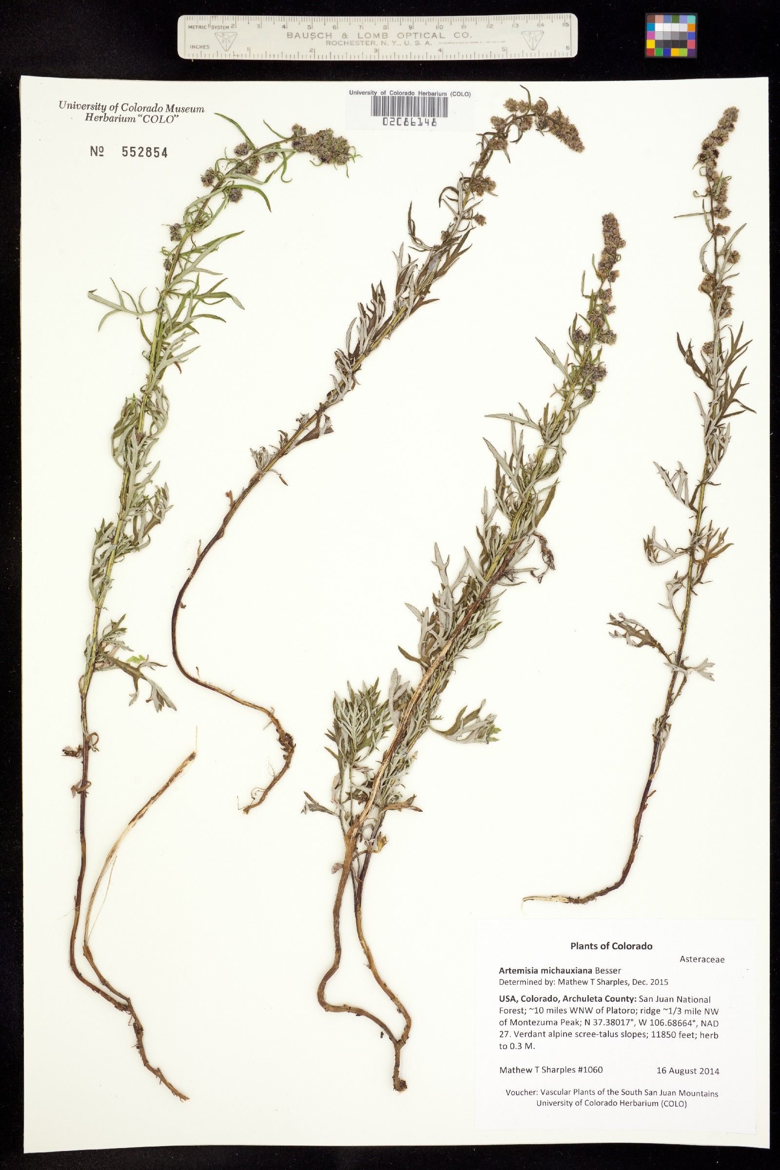 Artemisia michauxiana image