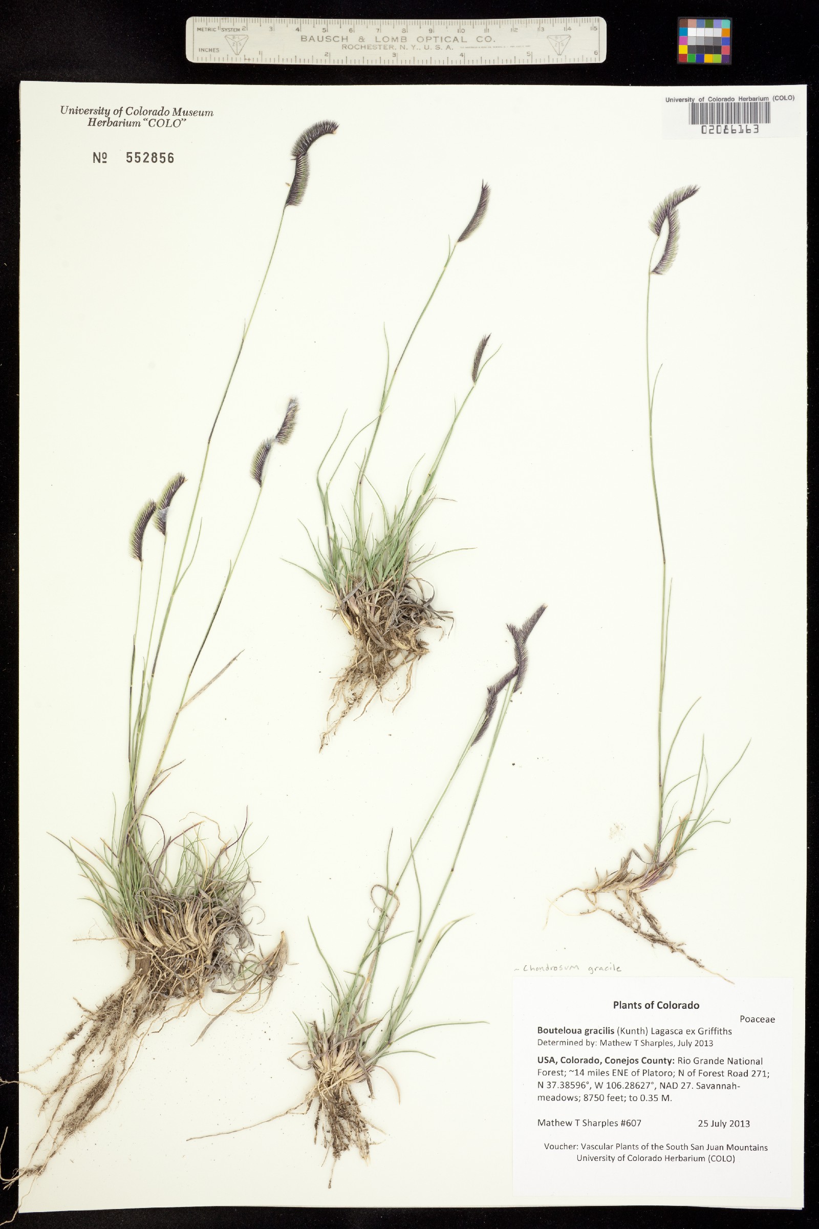 Bouteloua gracilis image