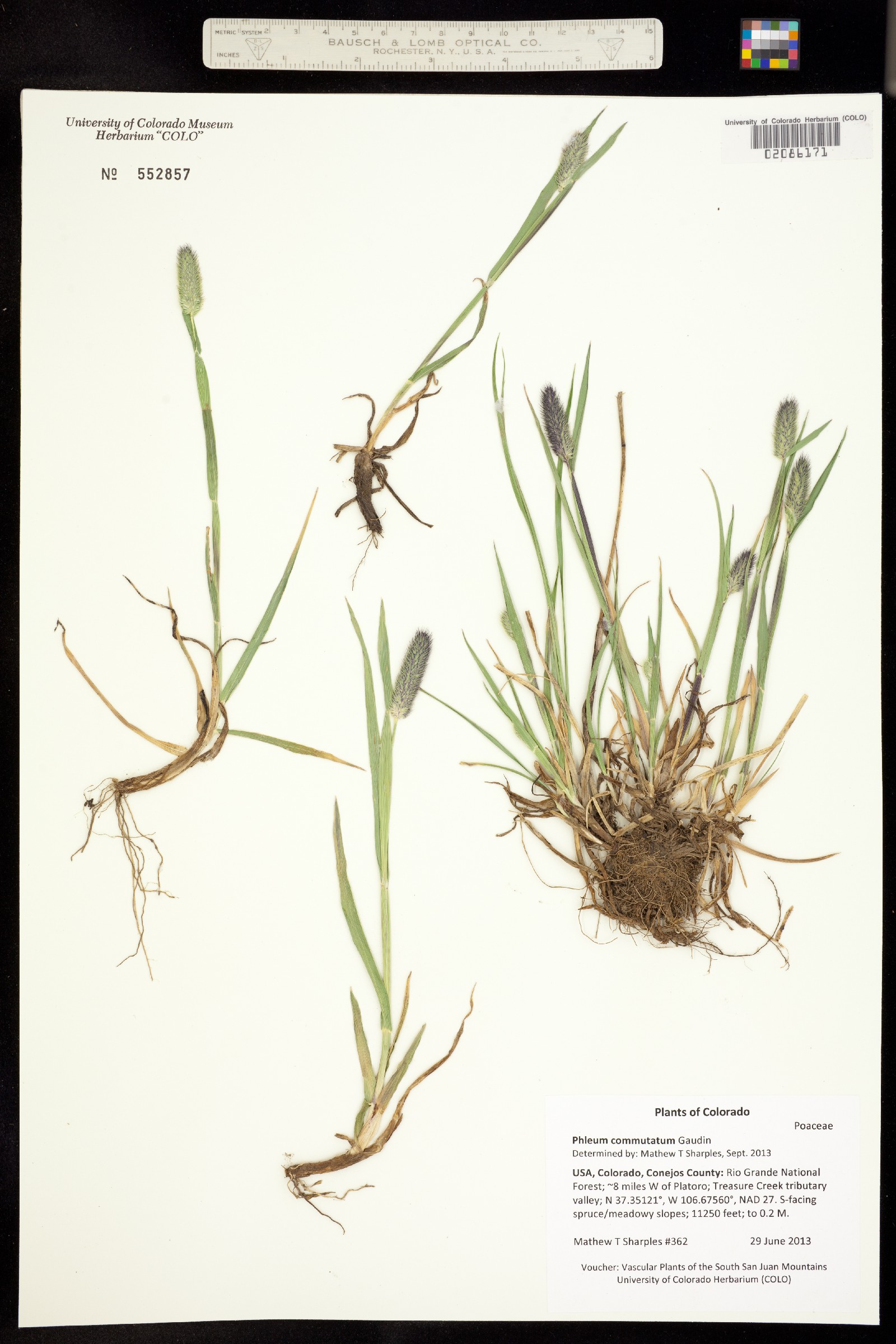Phleum alpinum image