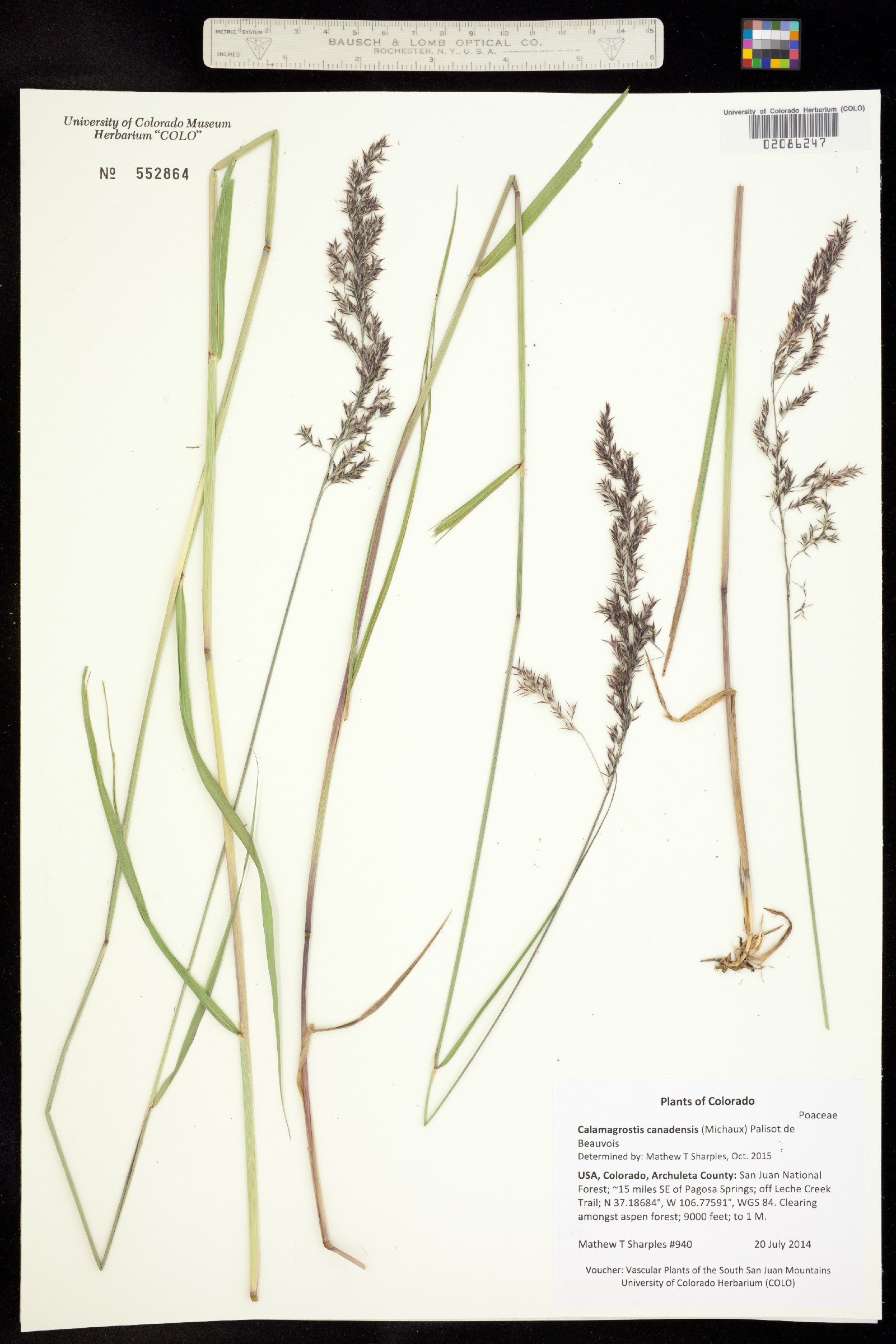 Calamagrostis canadensis image