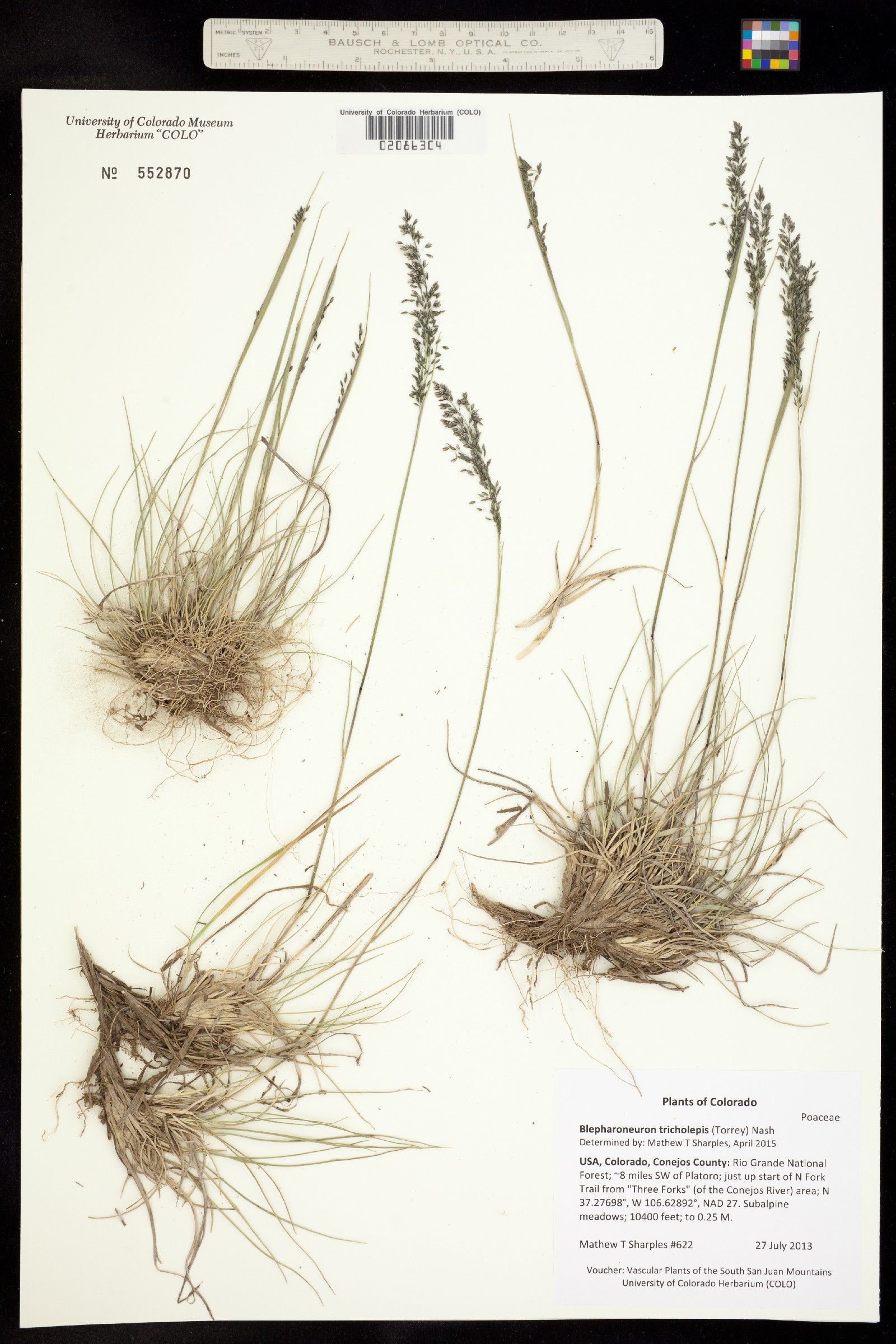 Muhlenbergia image