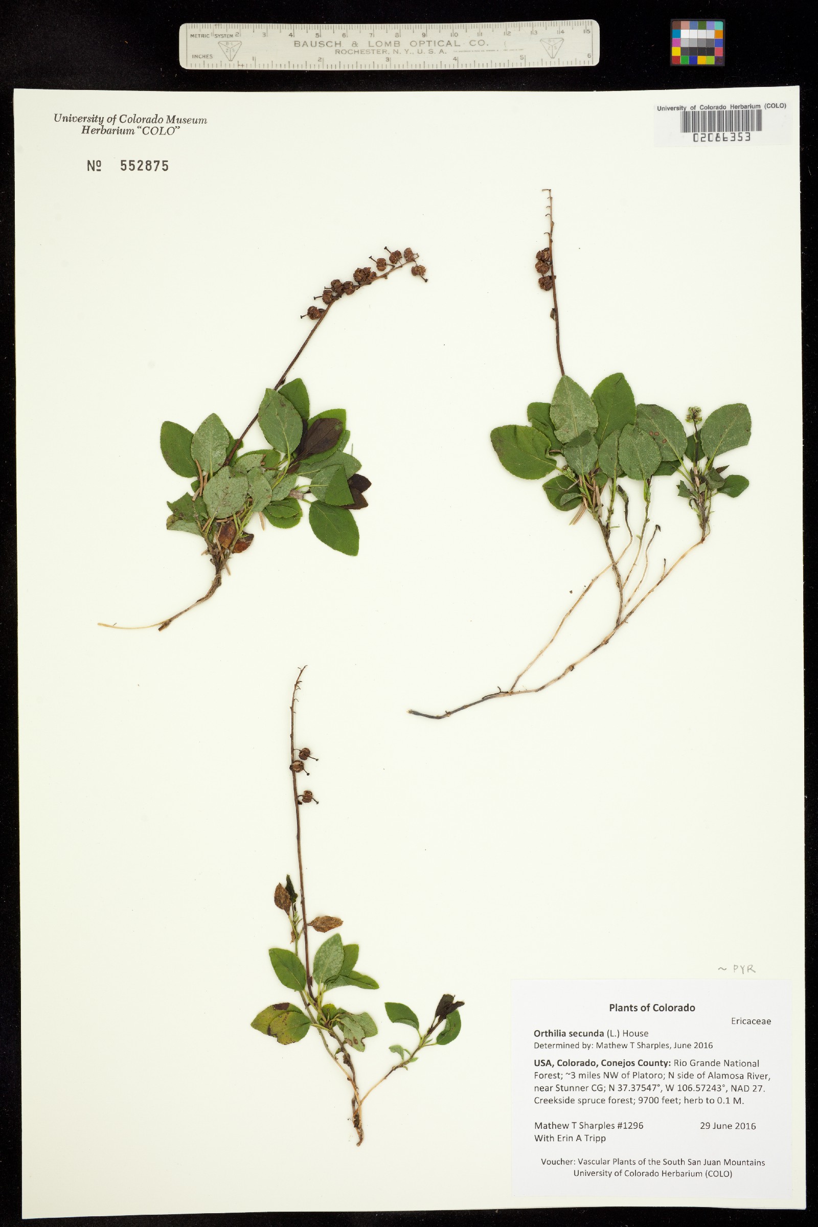 Orthilia secunda image