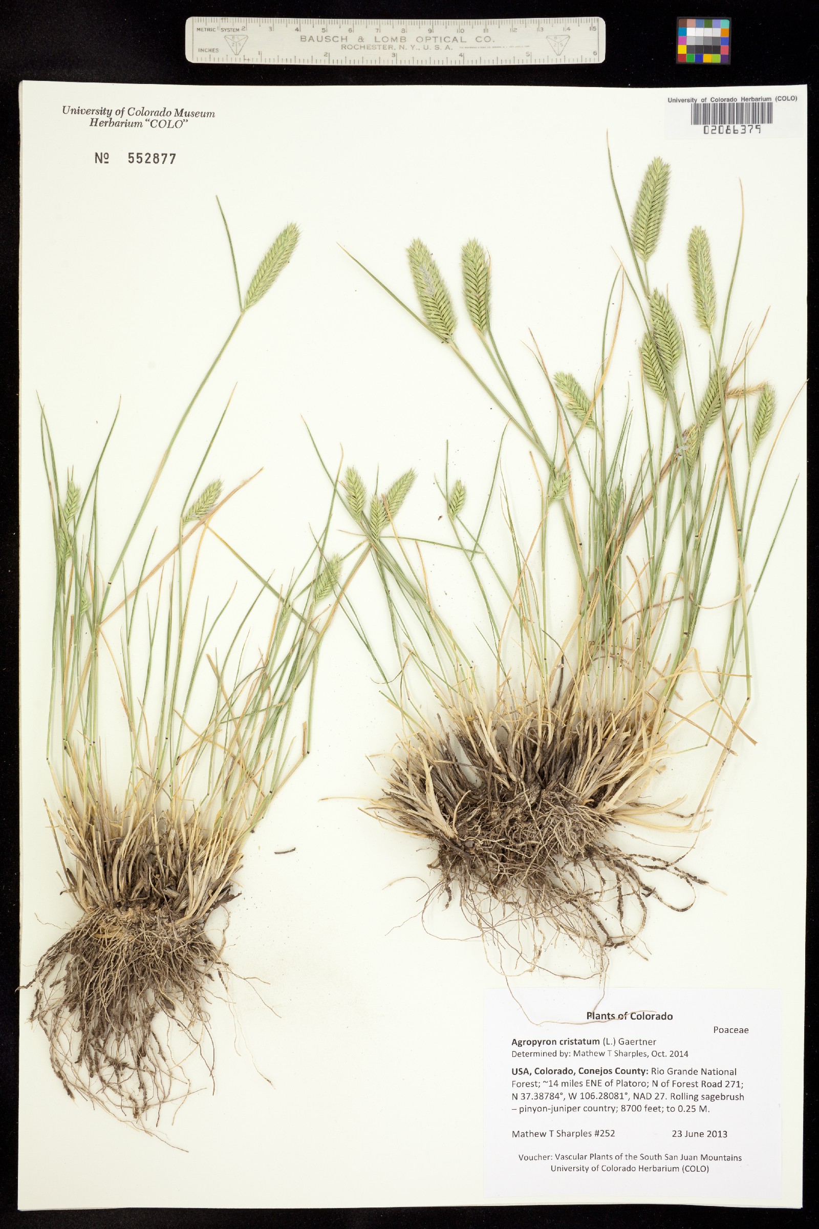 Agropyron desertorum image