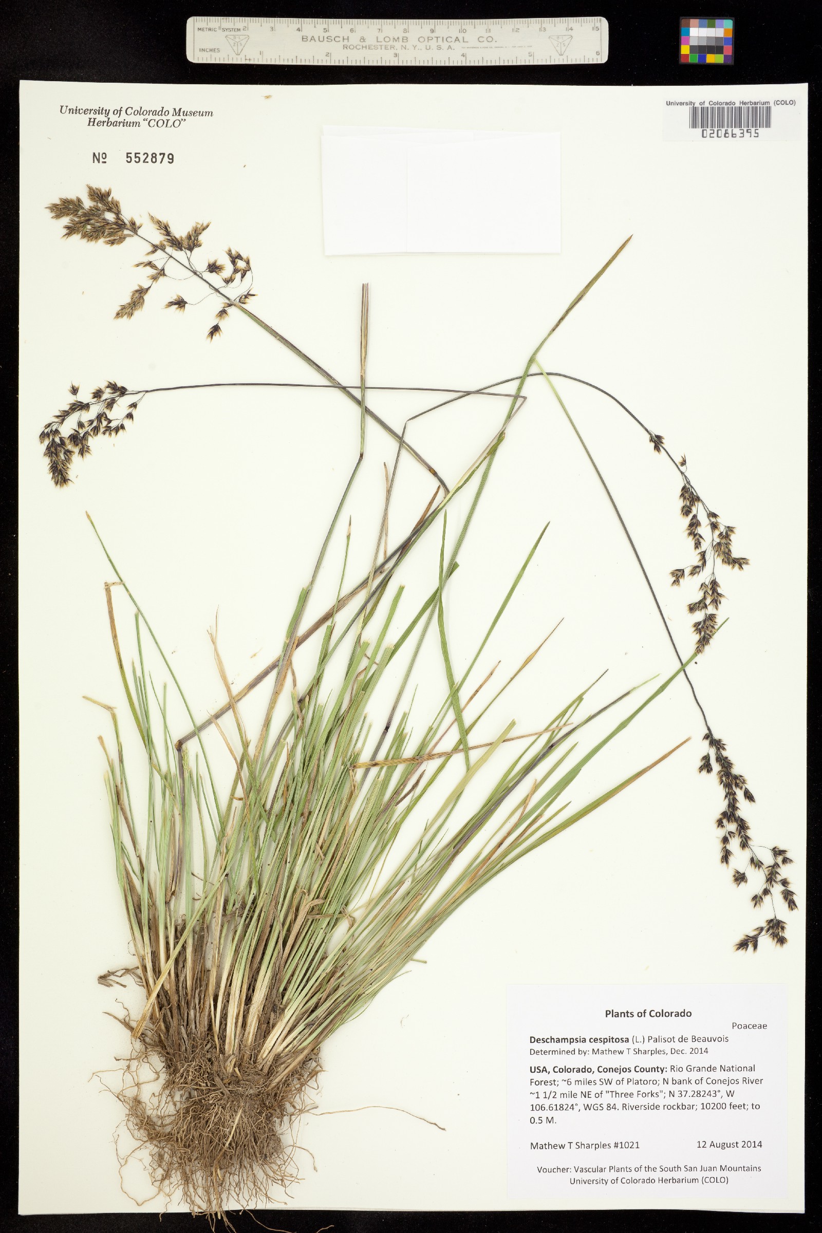 Deschampsia cespitosa image