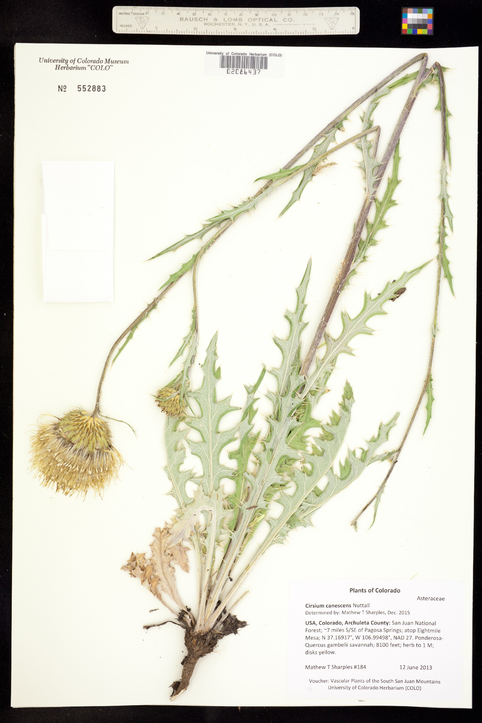 Cirsium canescens image