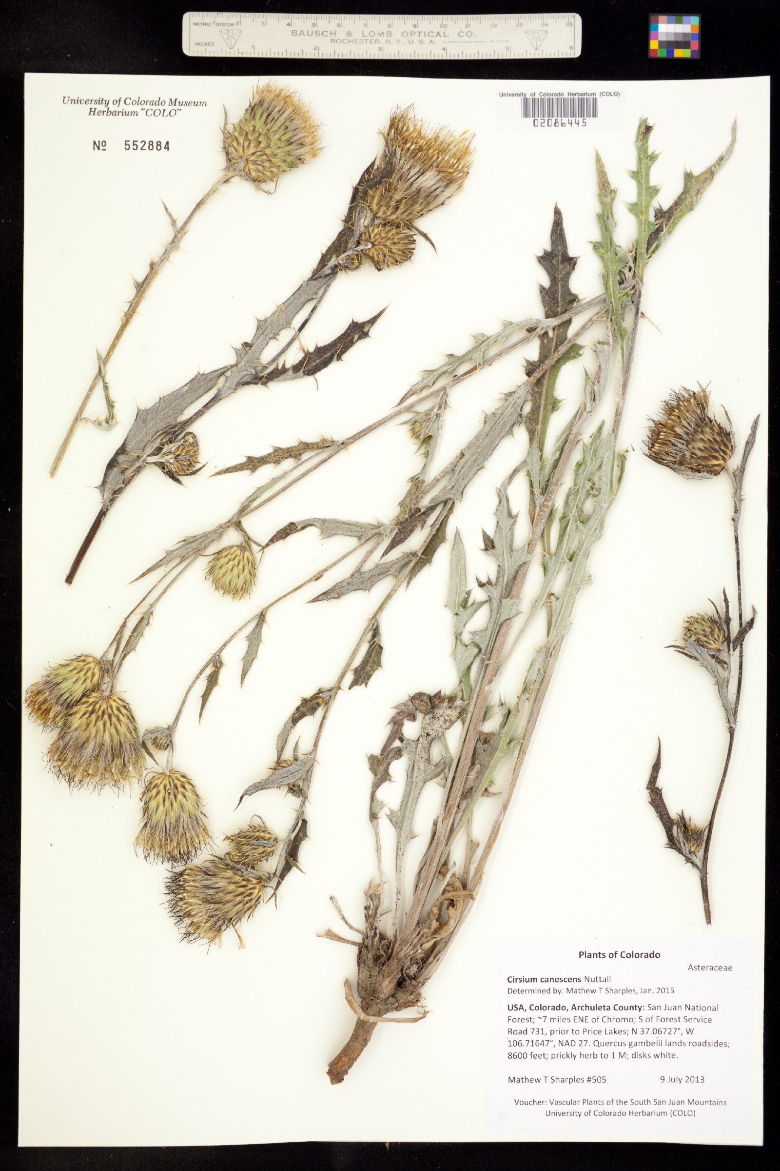 Cirsium canescens image