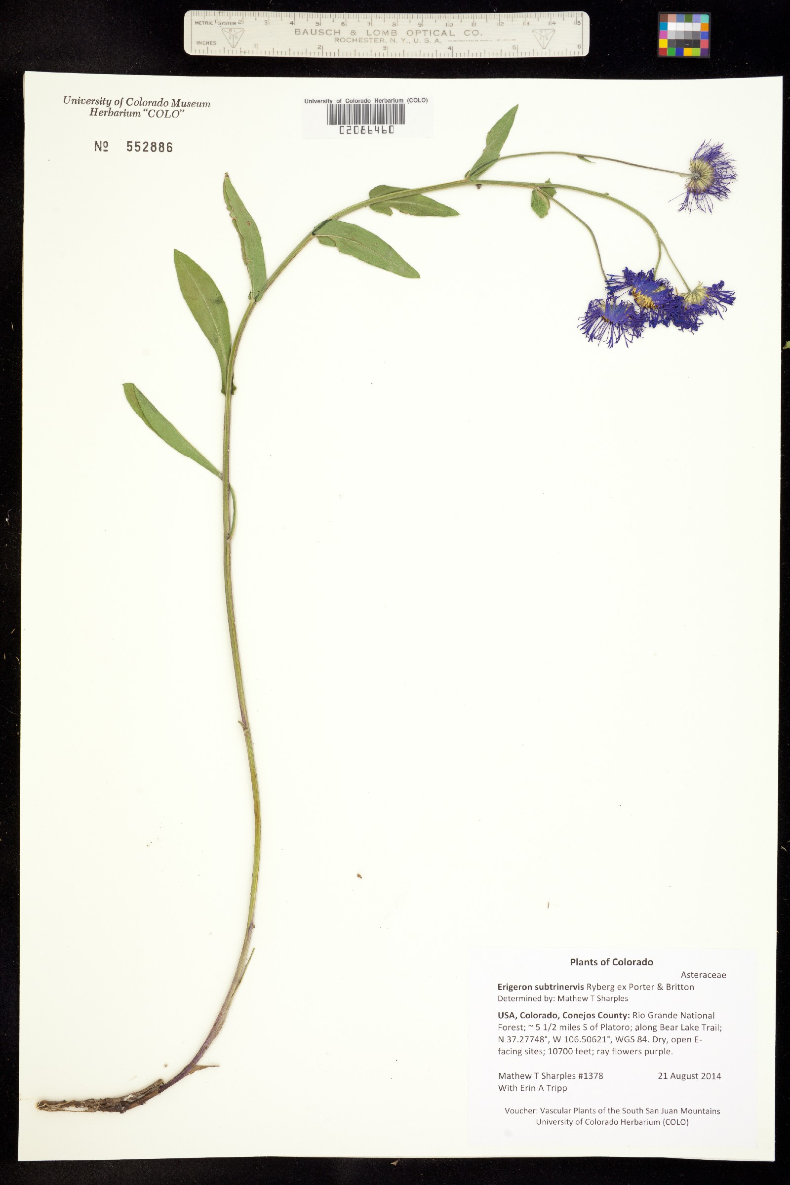 Erigeron subtrinervis image