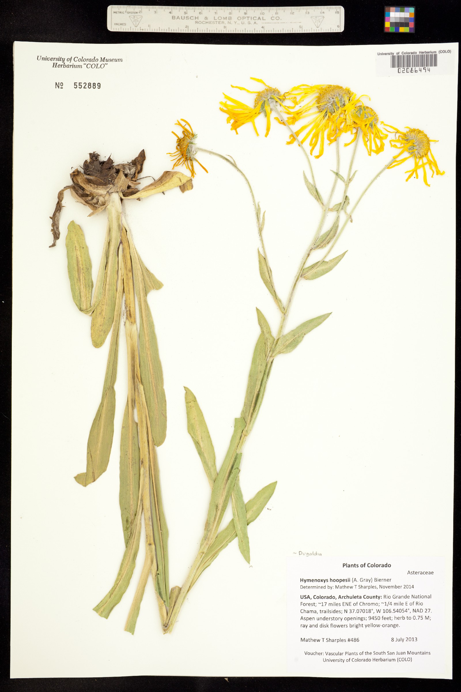 Dugaldia hoopesii image