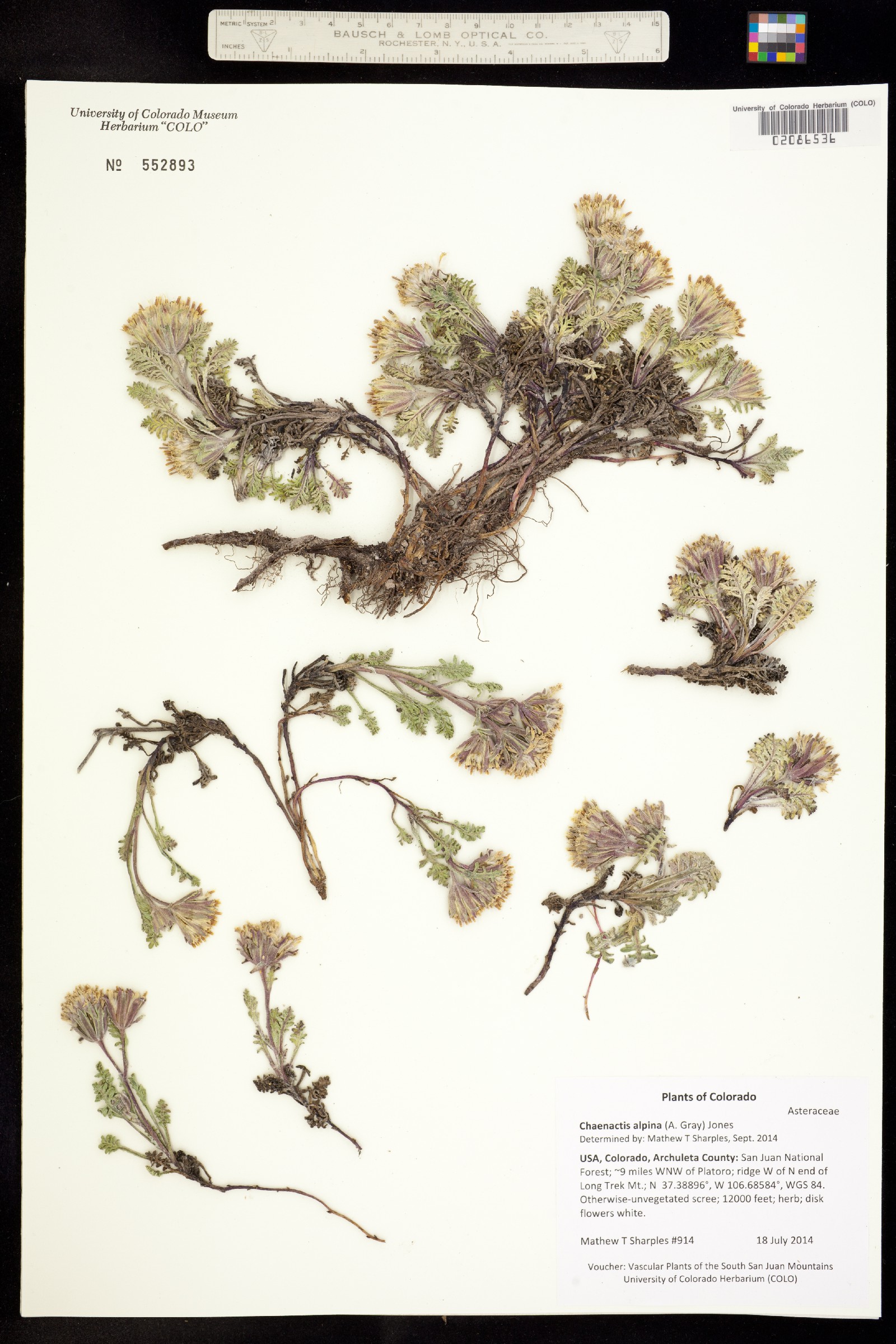 Chaenactis douglasii var. alpina image