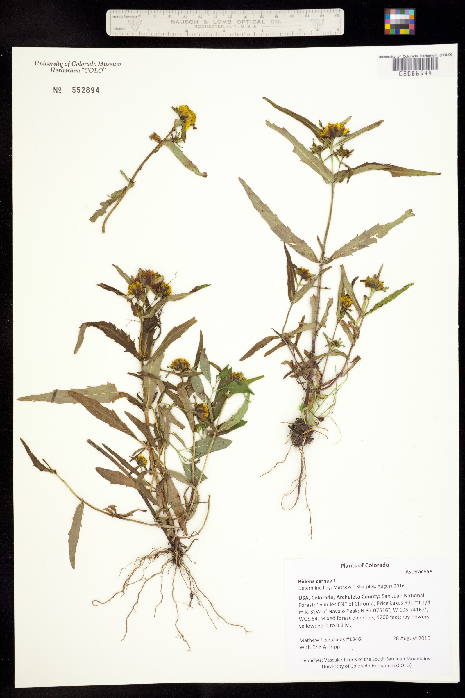 Bidens cernua image